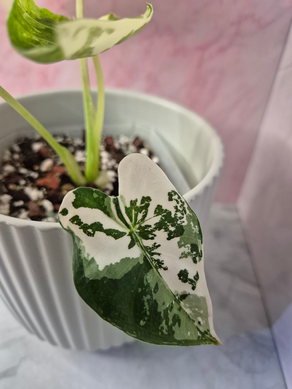 Alocasia Micholitziana Frydek Variegated #6