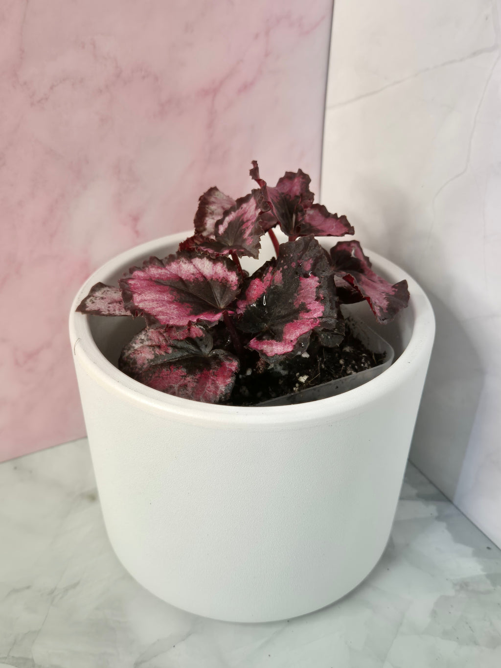 Begonia Red Heart #4