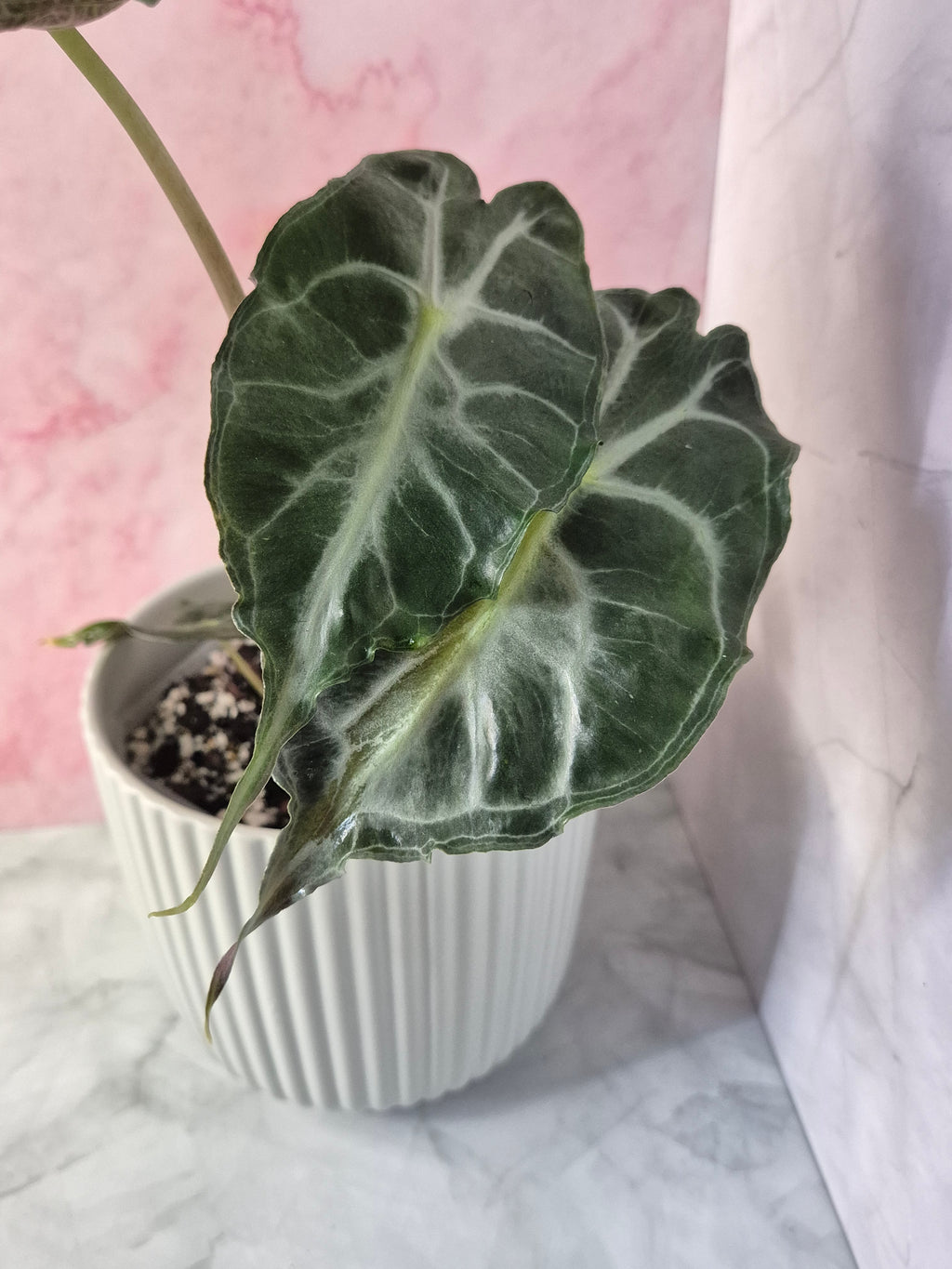 Alocasia Venom #5