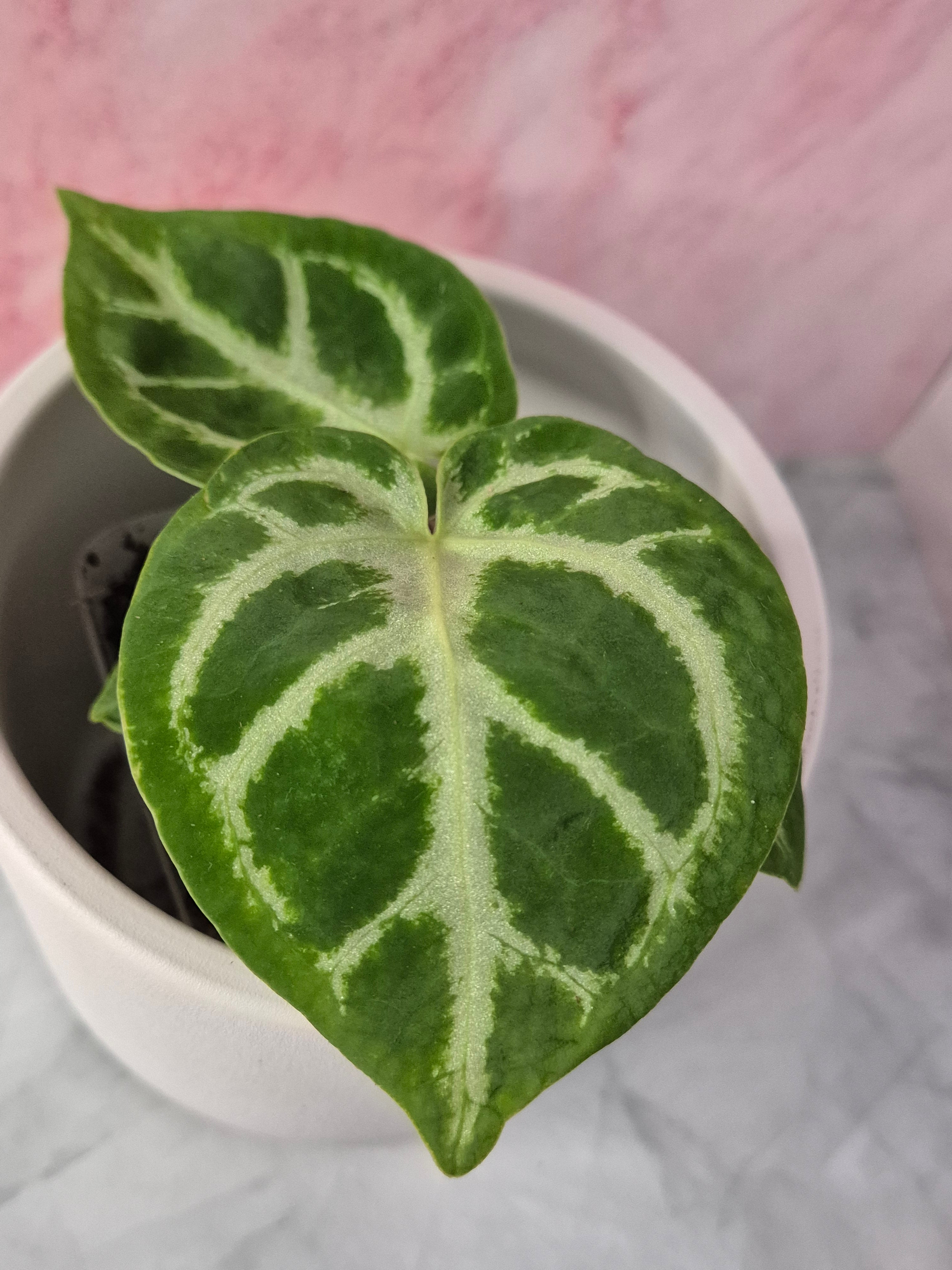 Anthurium Crystallinum #7