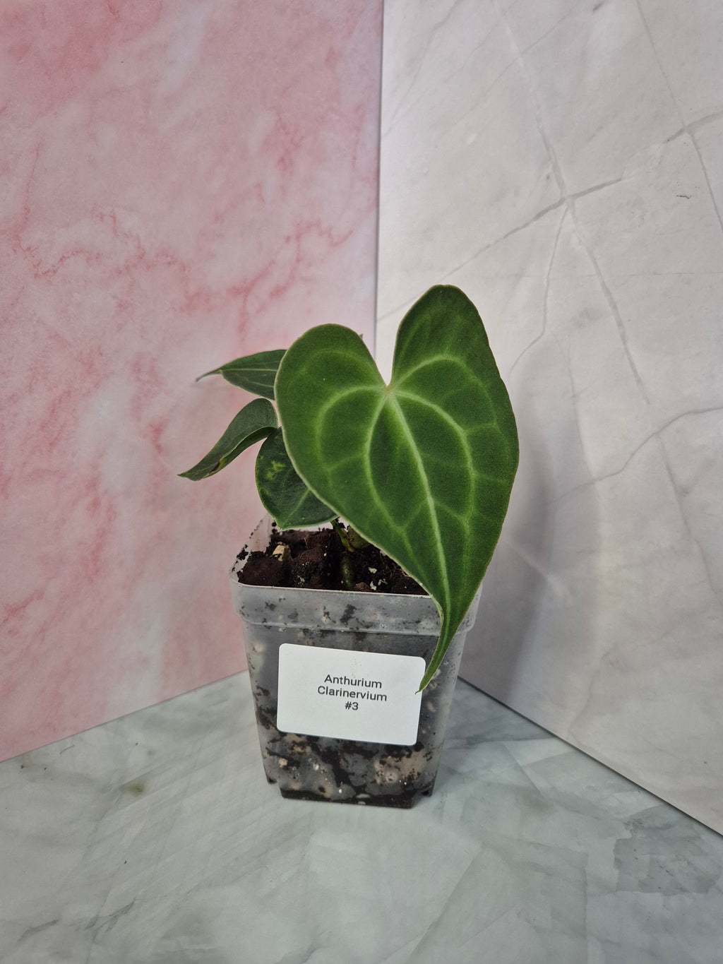Anthurium Clarinervium #3