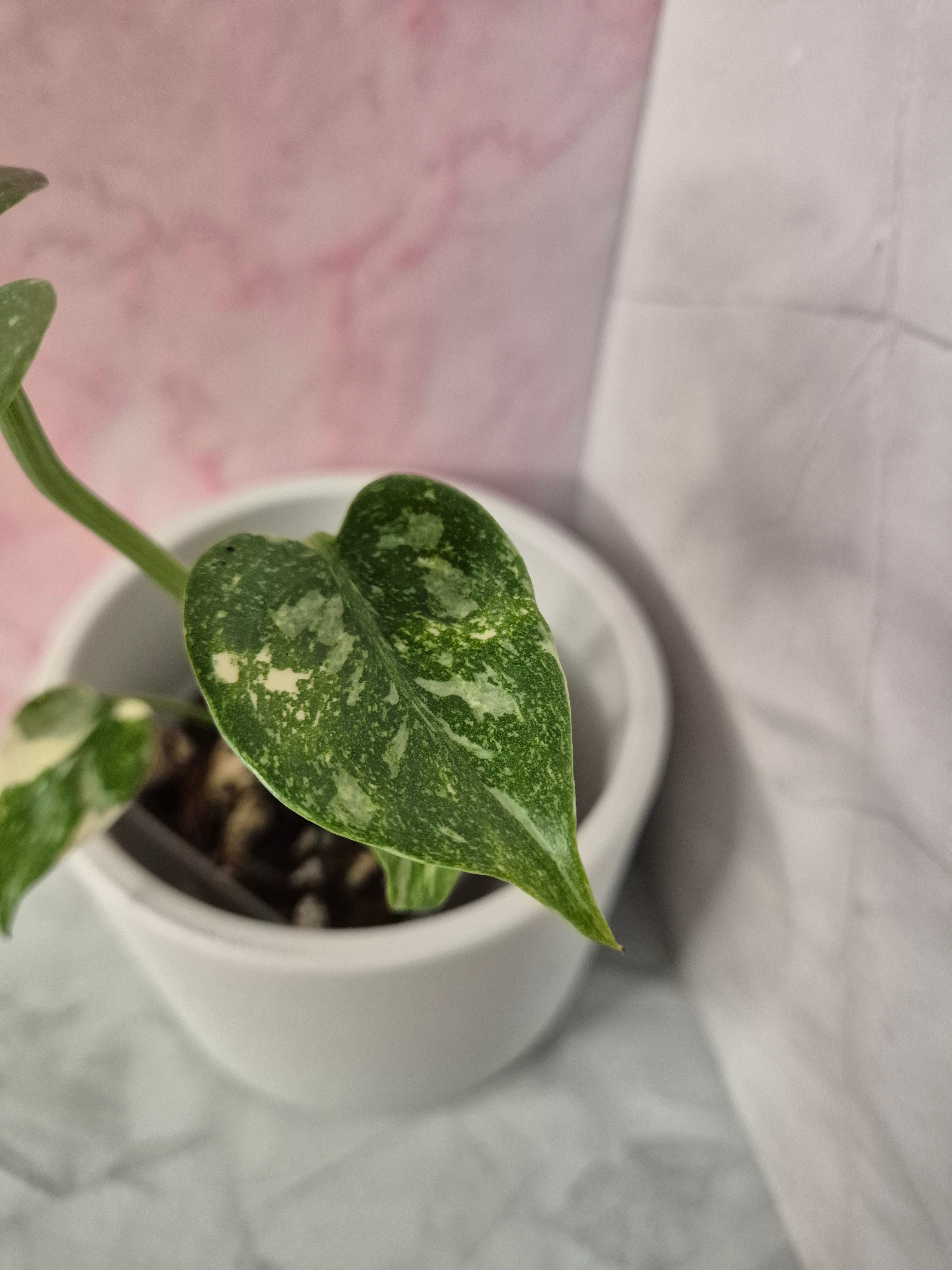 Monstera Thai Constellation #20