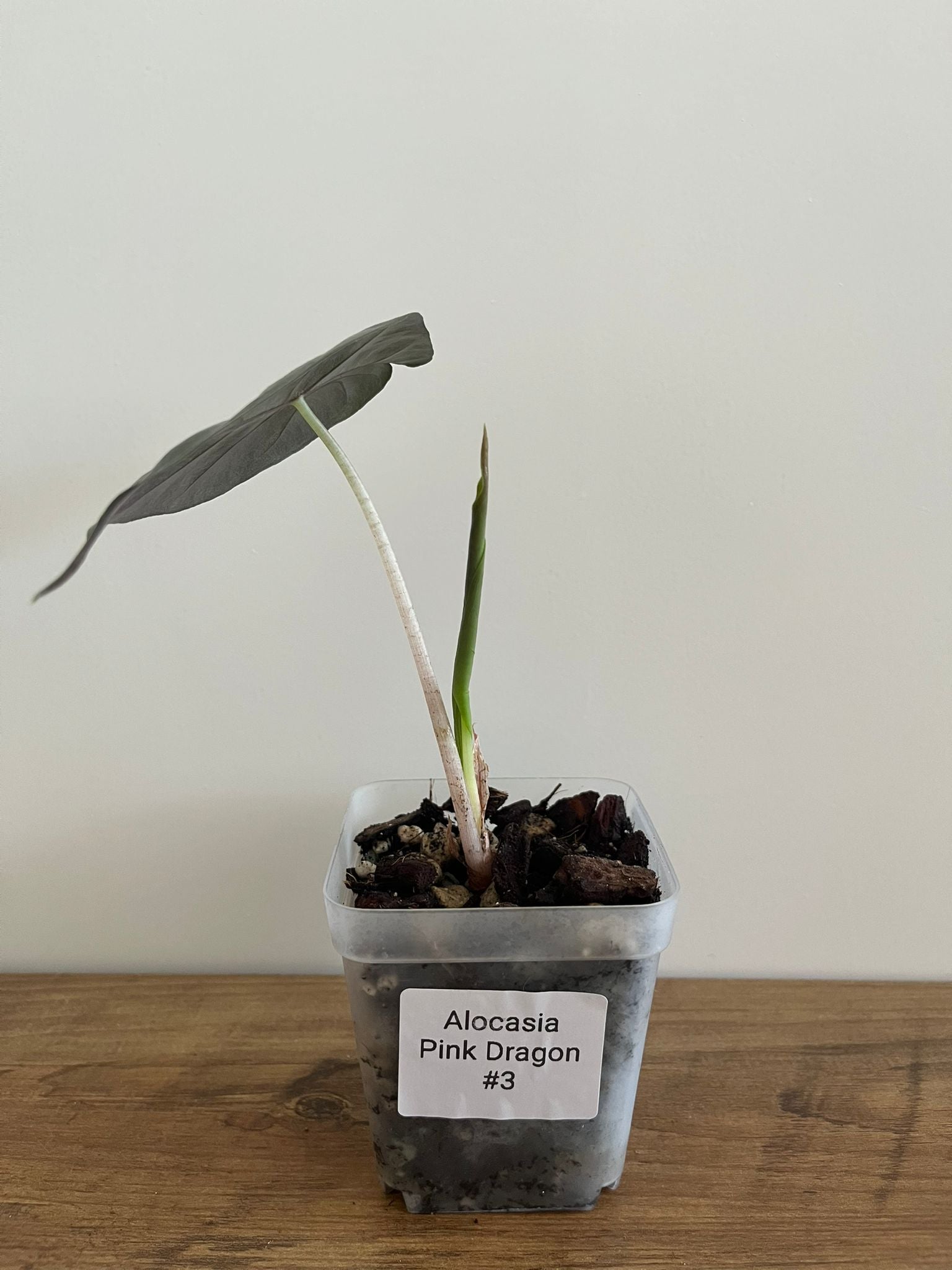 Alocasia Pink Dragon #3