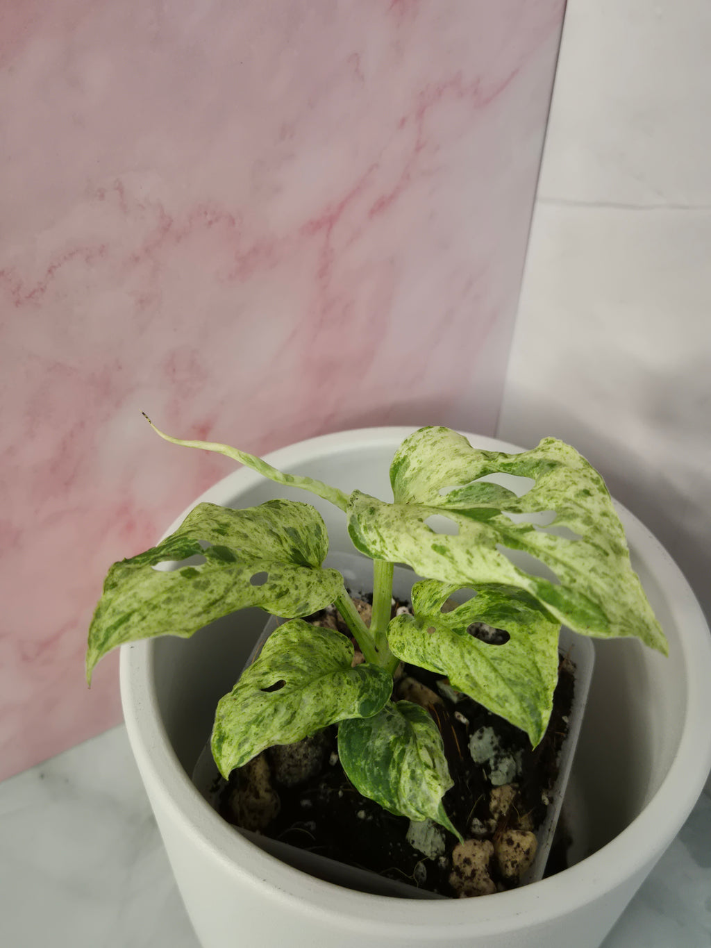 Monstera Frozen Freckles #4