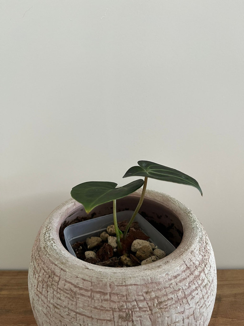 Anthurium Crystallinum #1