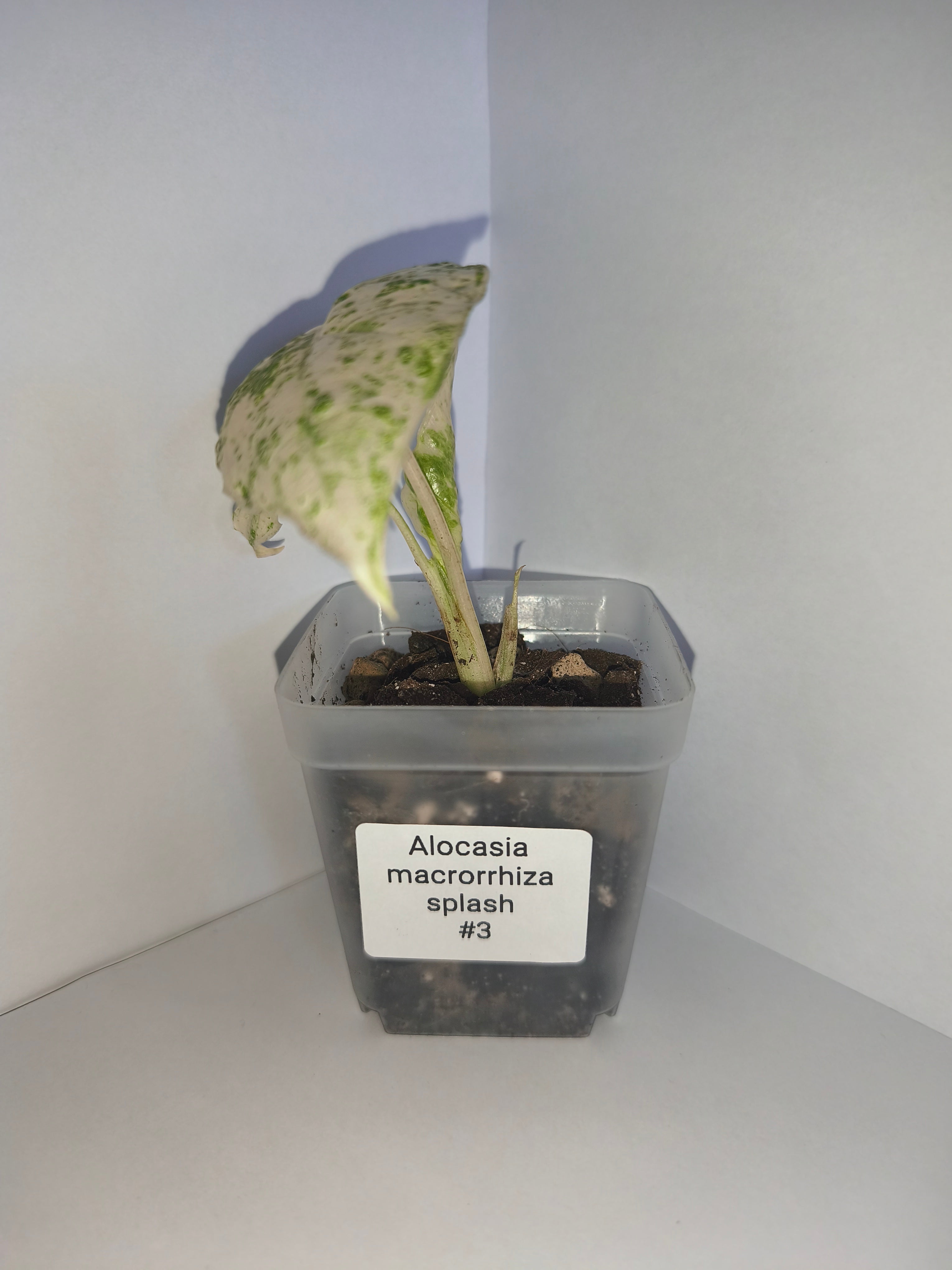 Alocasia Macrorrhiza splash #3