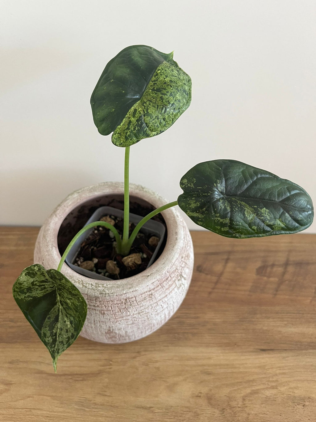 Alocasia Dragon Scale mint #3