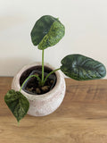 Alocasia Dragon Scale mint #3