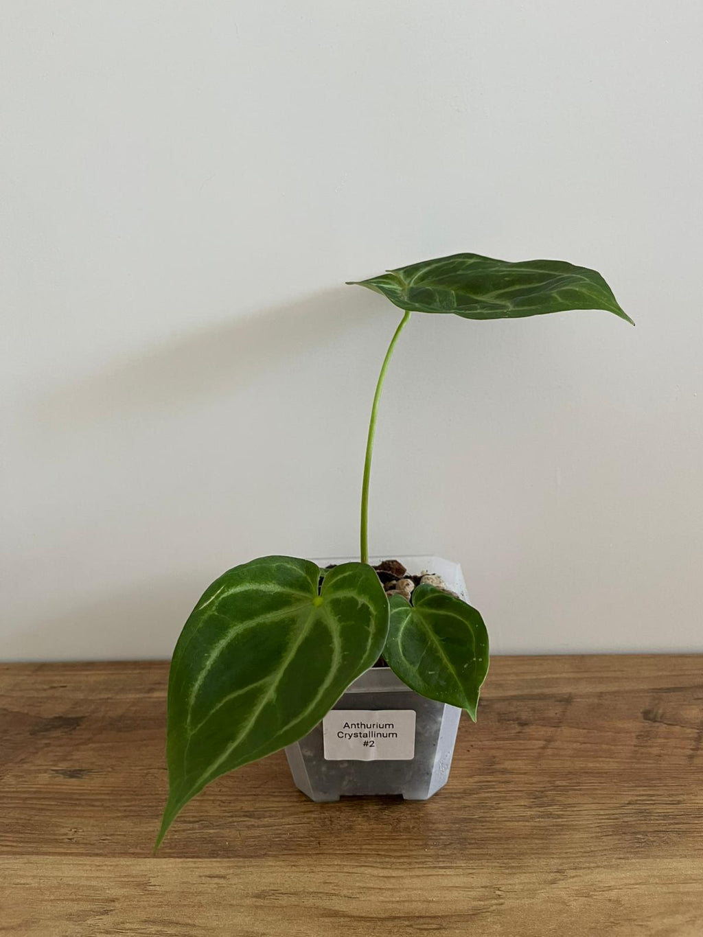 Anthurium Crystallinum #2