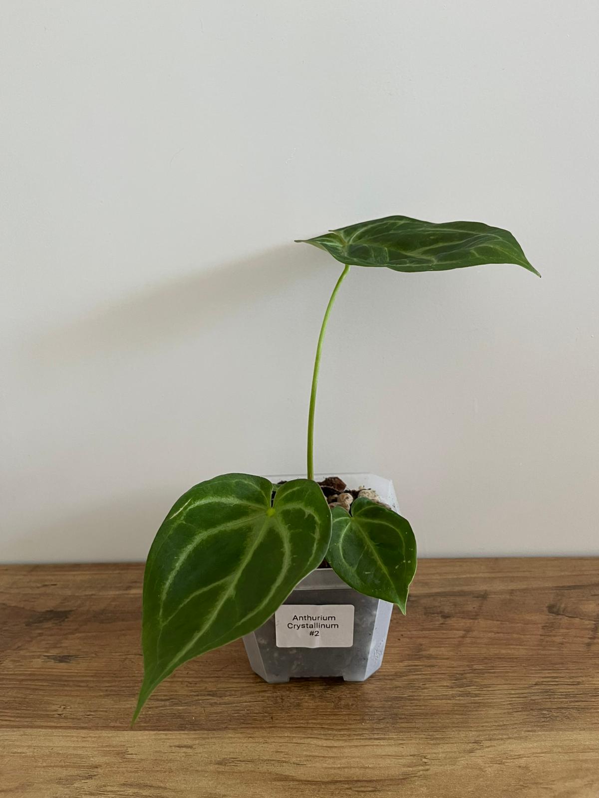 Anthurium Crystallinum #2