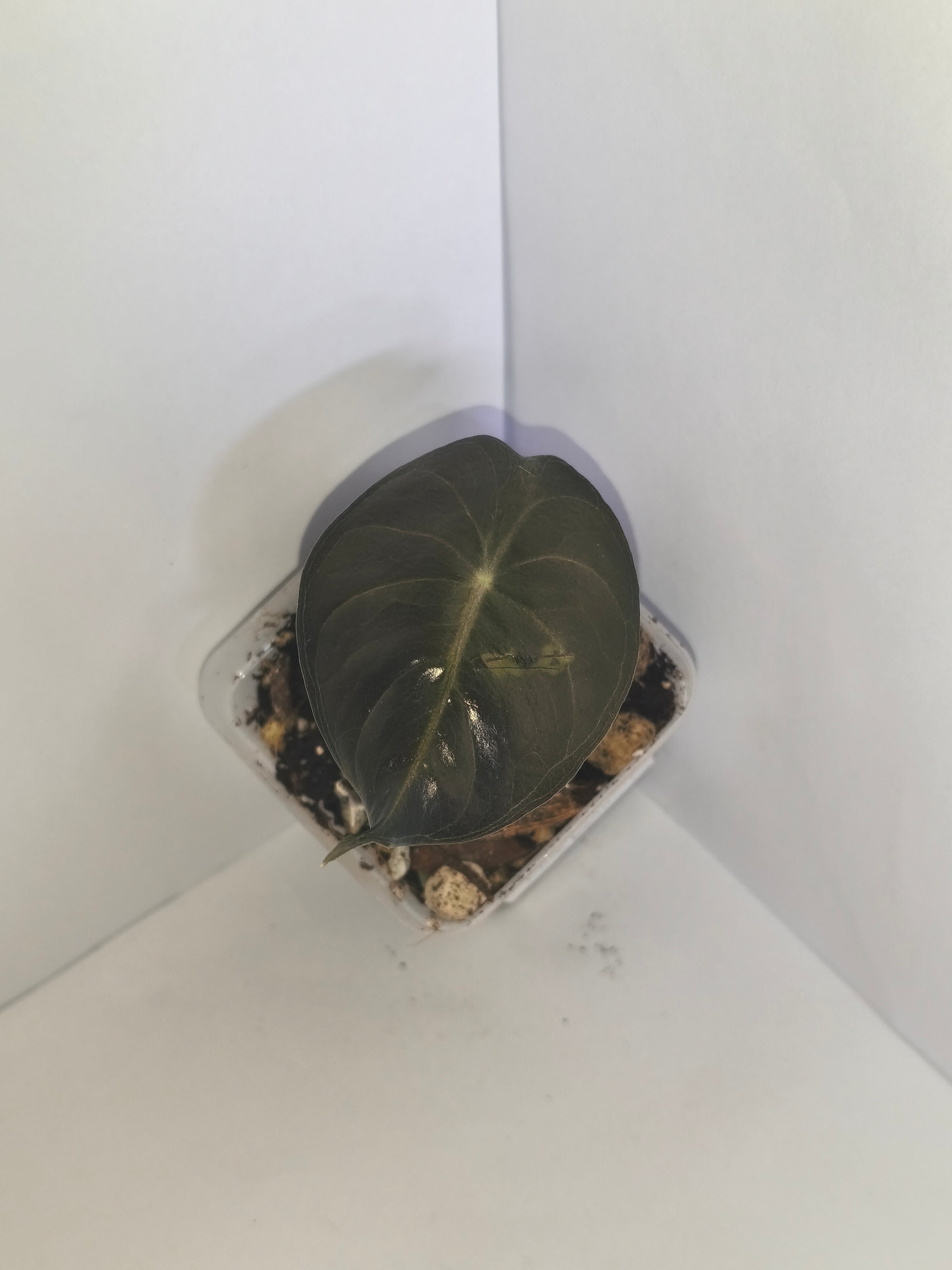 Alocasia Pink Dragon #8