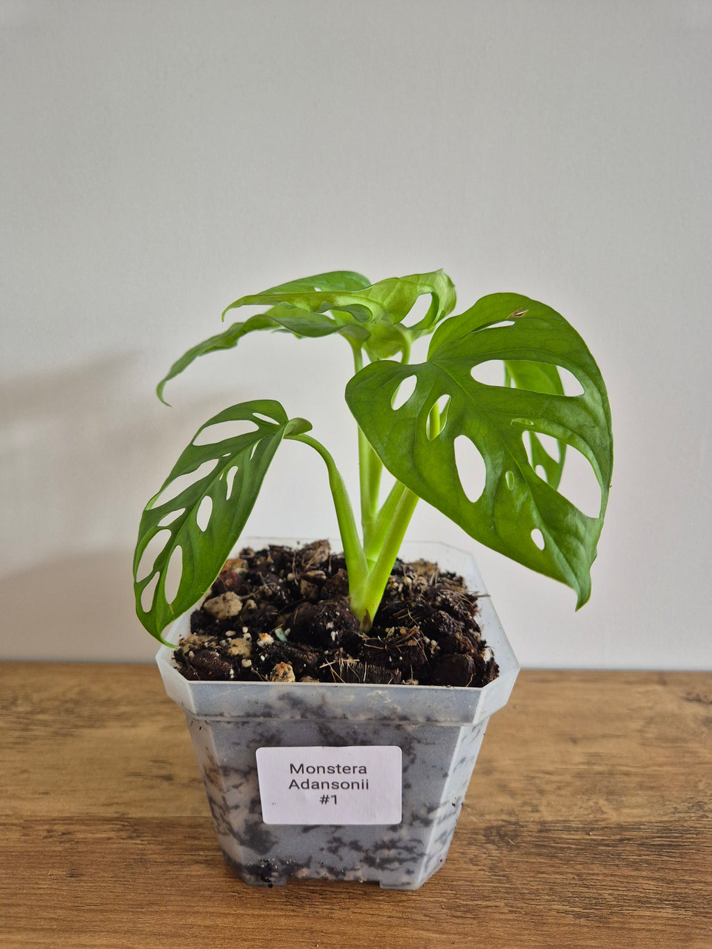 Monstera Adansonii #1