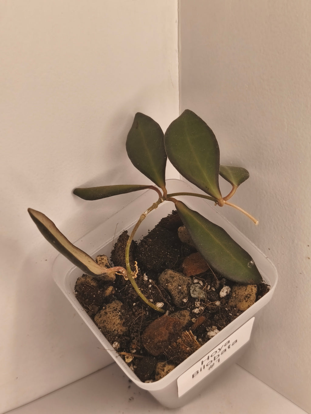 Hoya Bilobata #1
