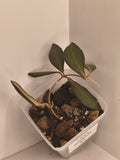 Hoya Bilobata #1