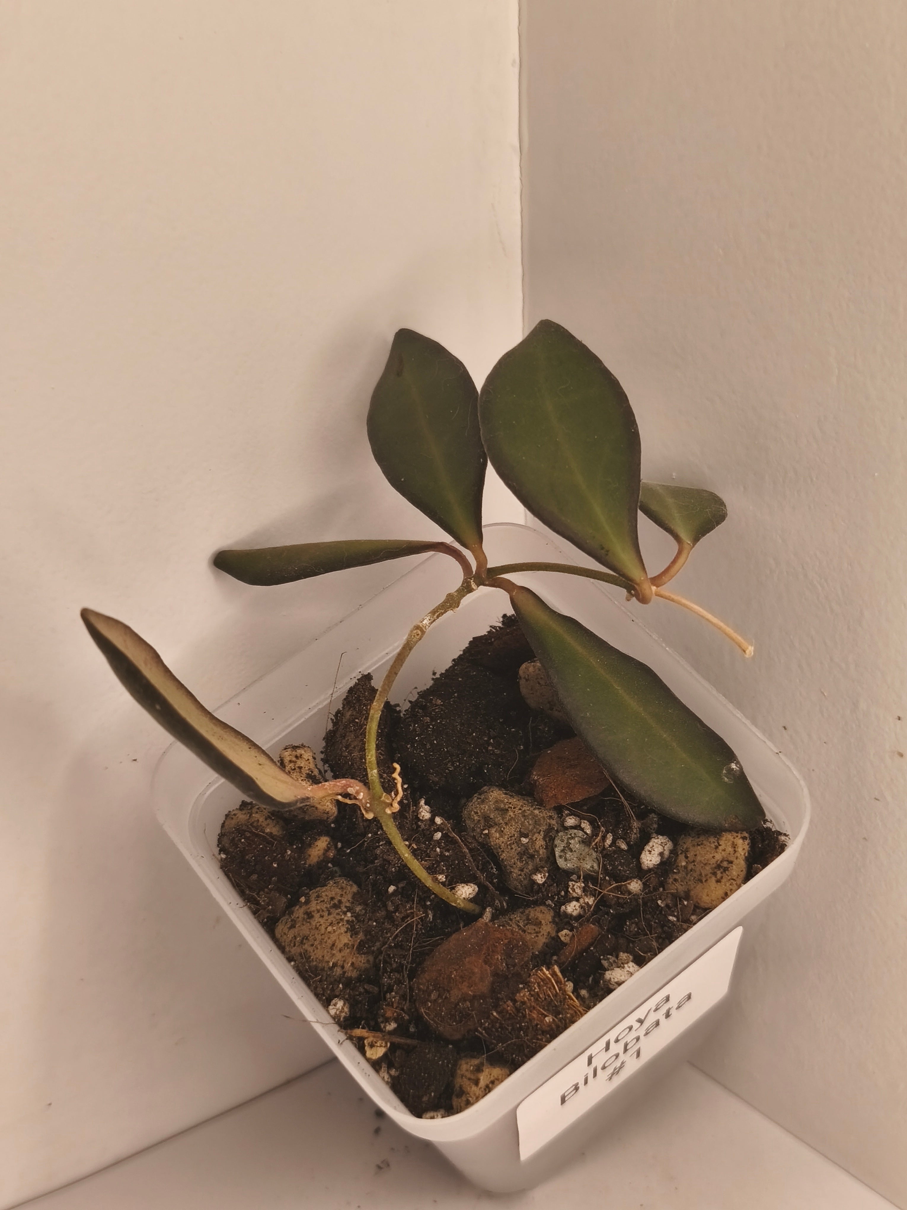 Hoya Bilobata #1