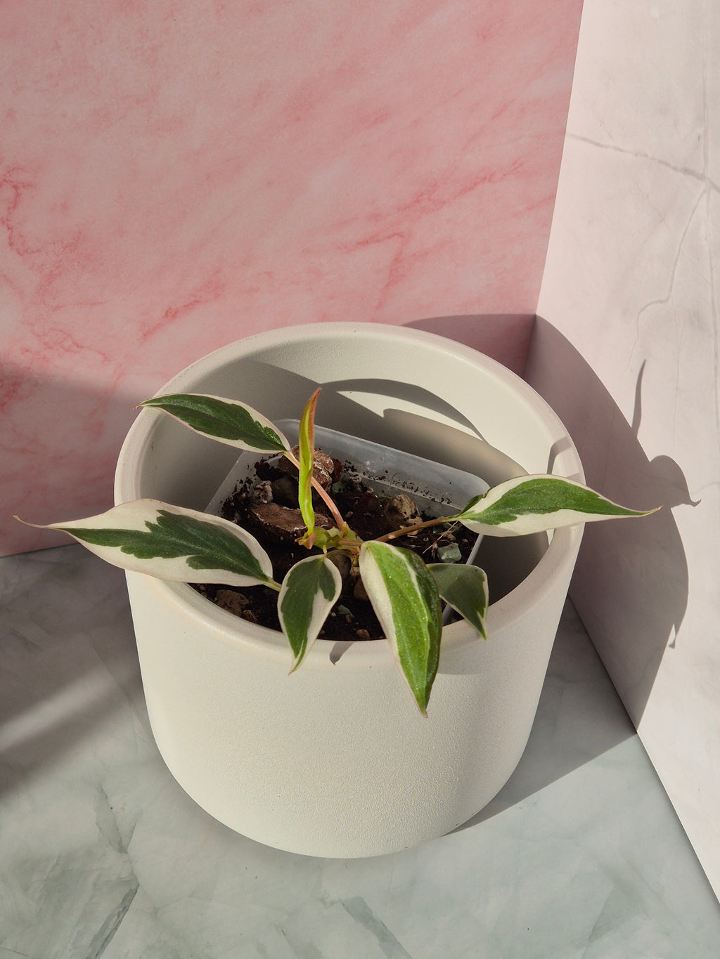 Philodendron Micans Variegated Albo #2