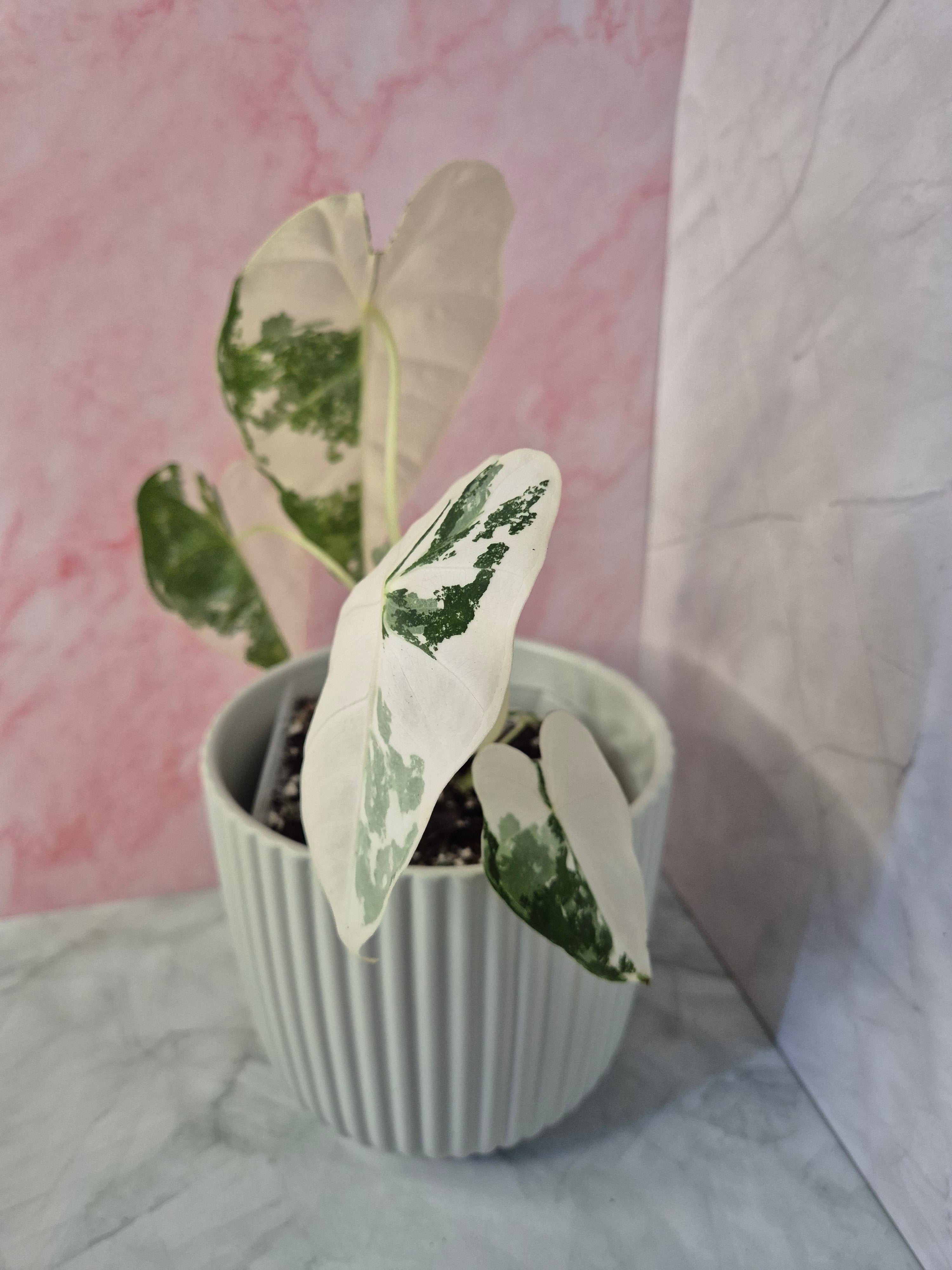 Alocasia Micholitziana Frydek Variegated #4