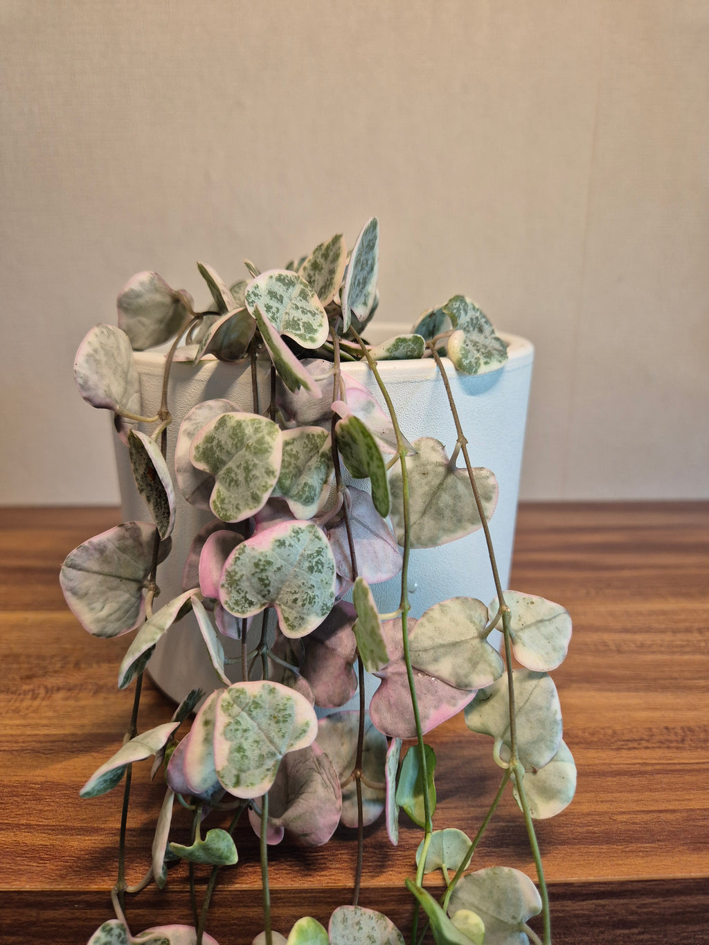 Ceropegia Woodii Variegata #2