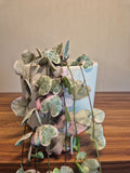 Ceropegia Woodii Variegata #2