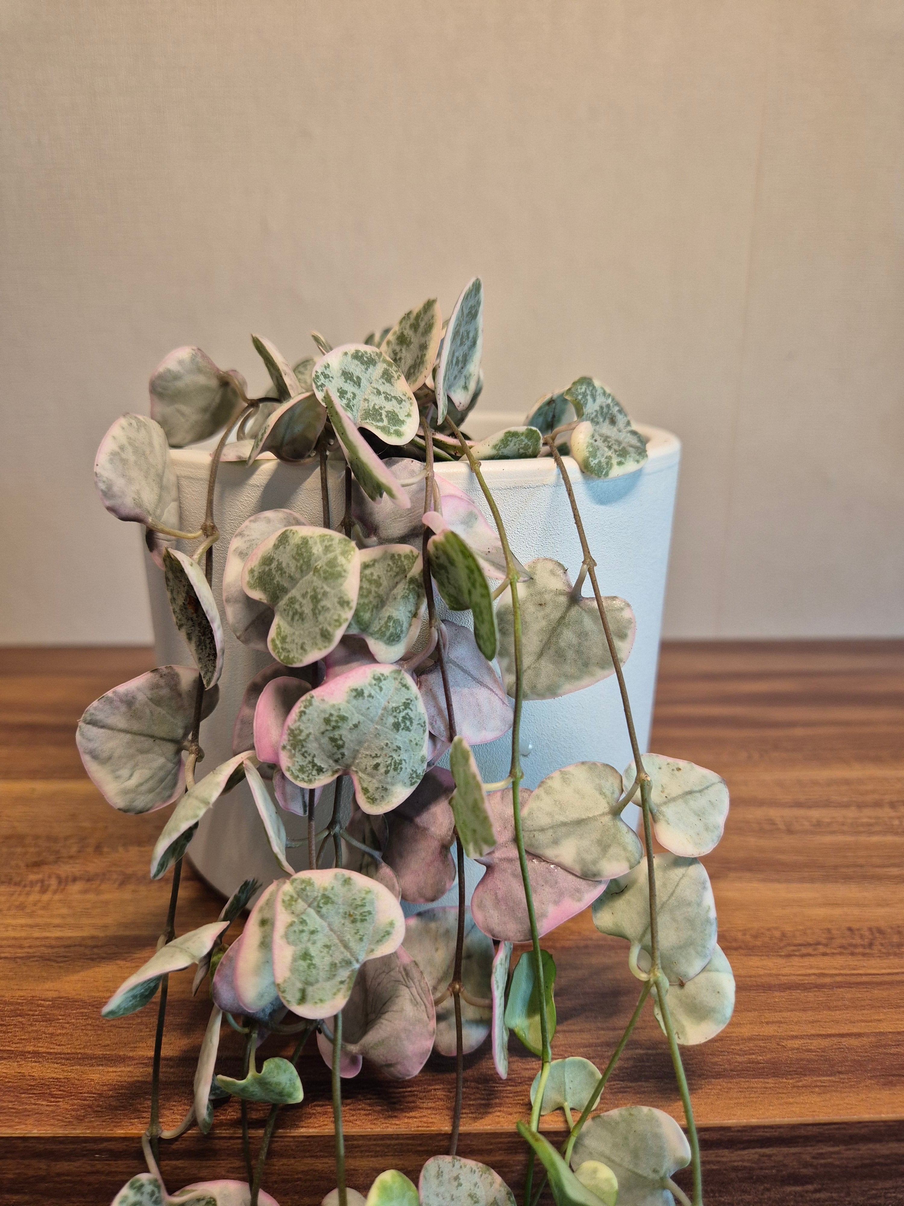 Ceropegia Woodii Variegata #2
