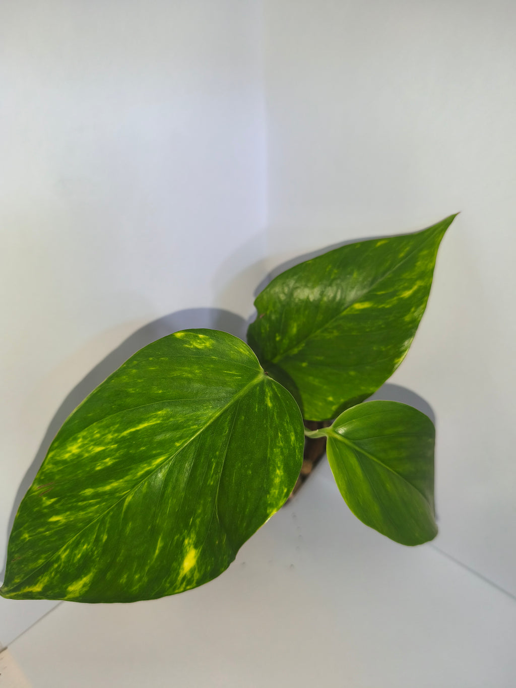 Epipremnum aureum #5