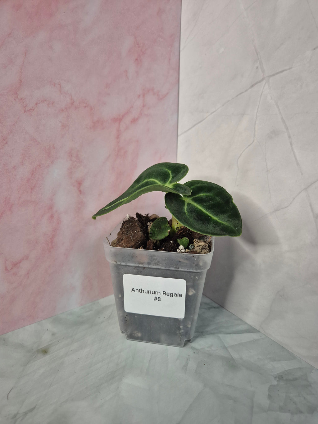 Anthurium Regale #8