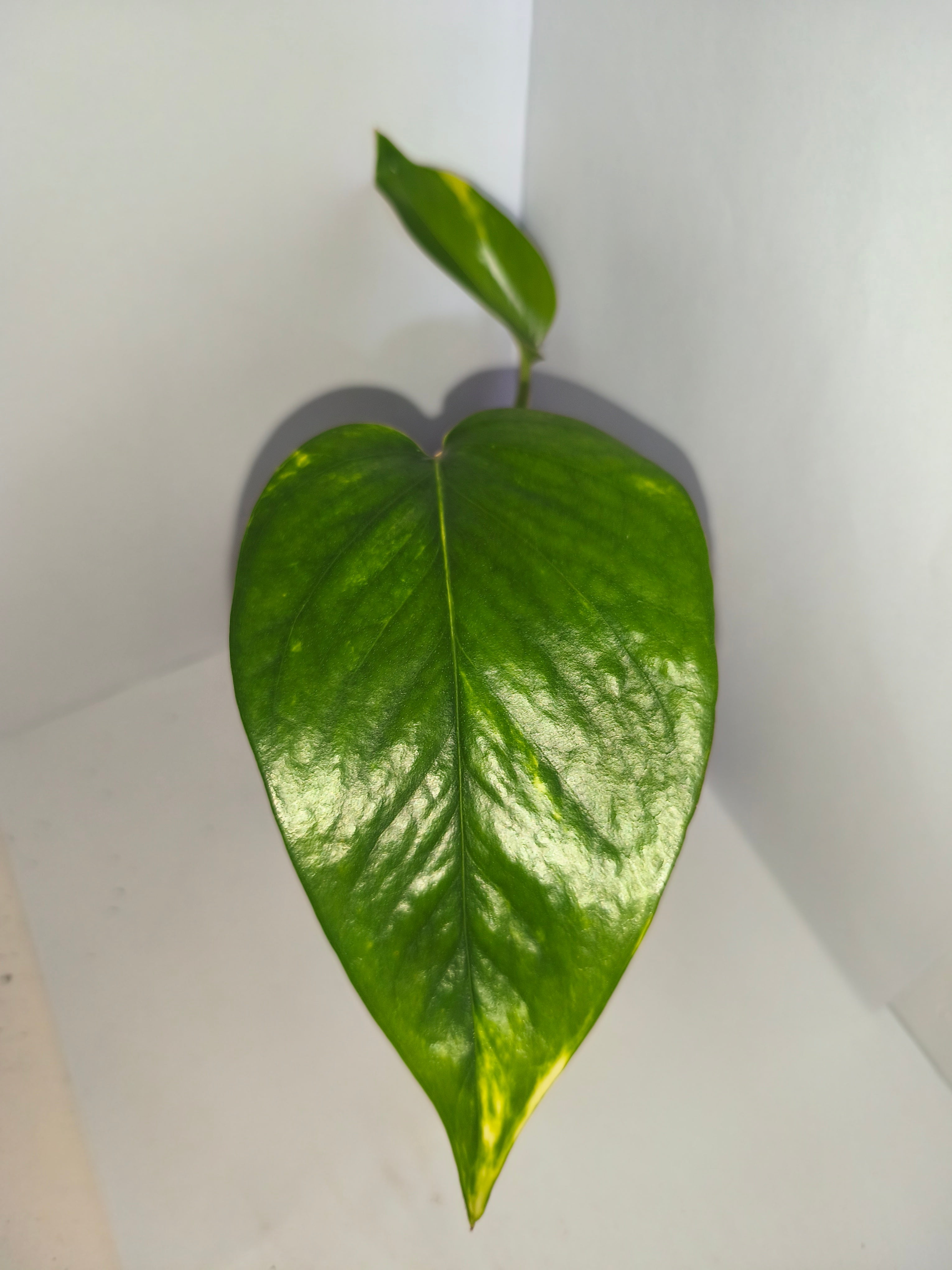 Epipremnum aureum #13