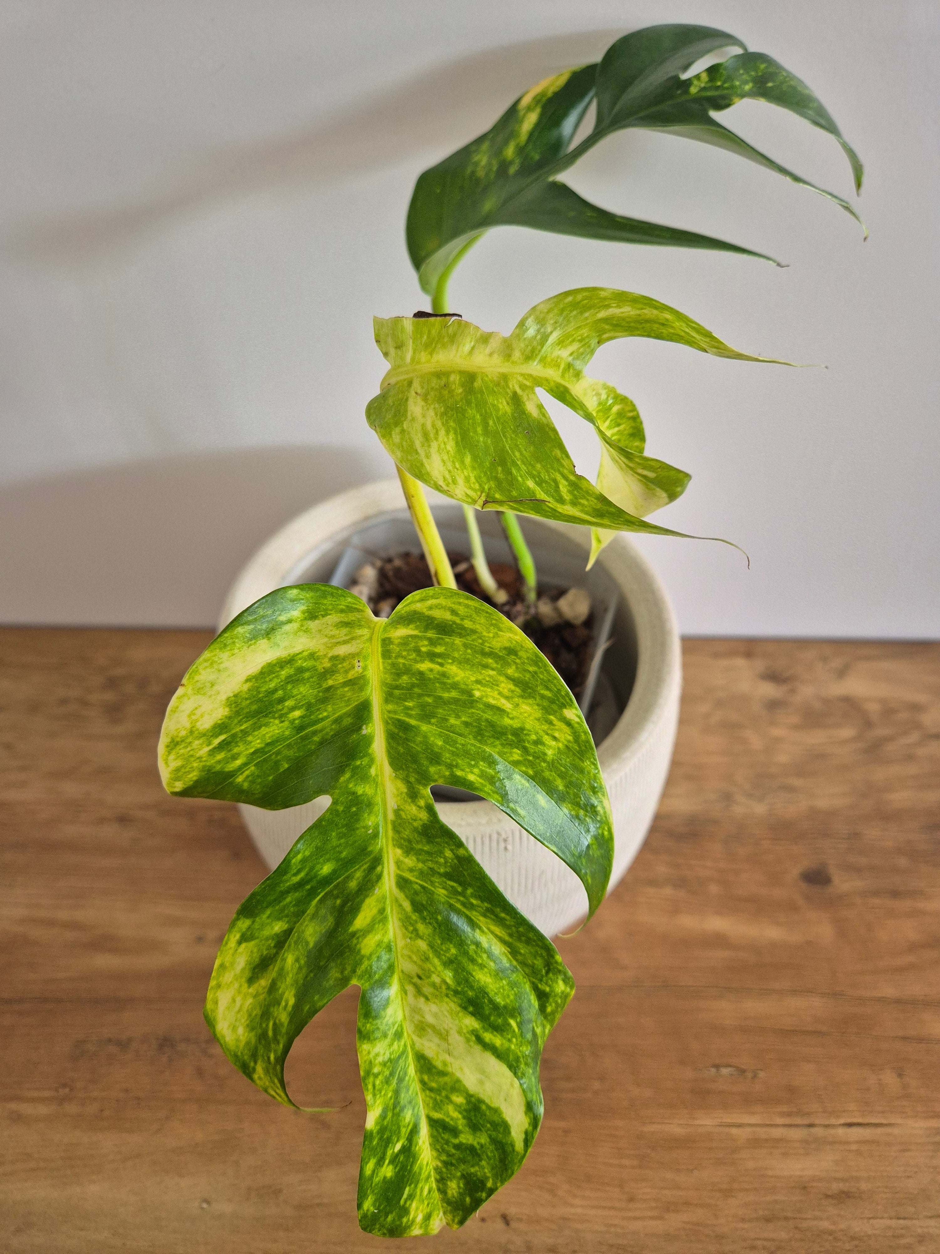 Epipremnum Pinnatum Cintho Goldfinger #5