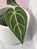 Anthurium Regale #18