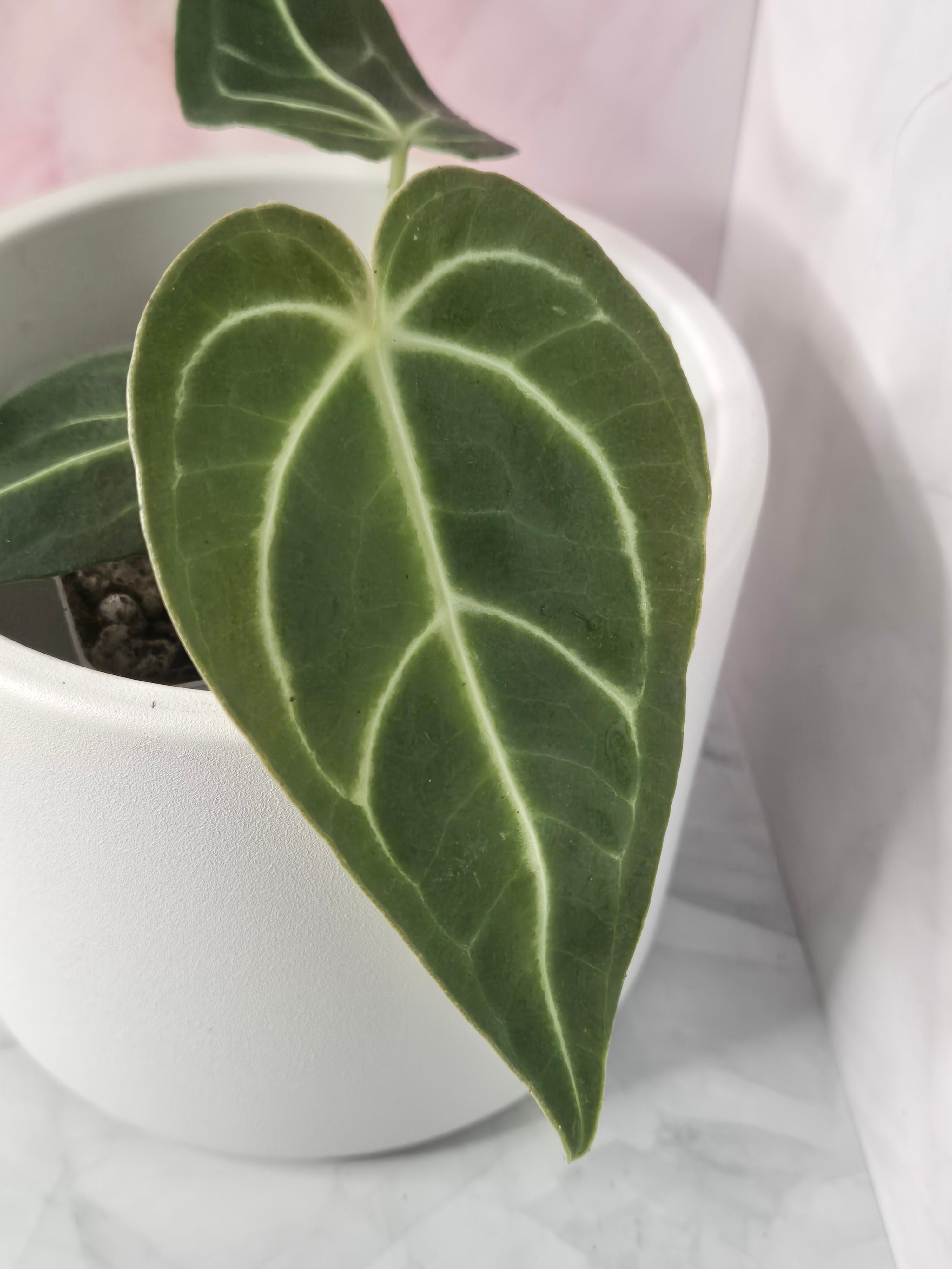 Anthurium Regale #18