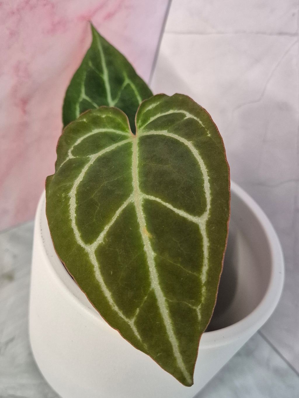 Anthurium Crystallinum x Magnificum #4