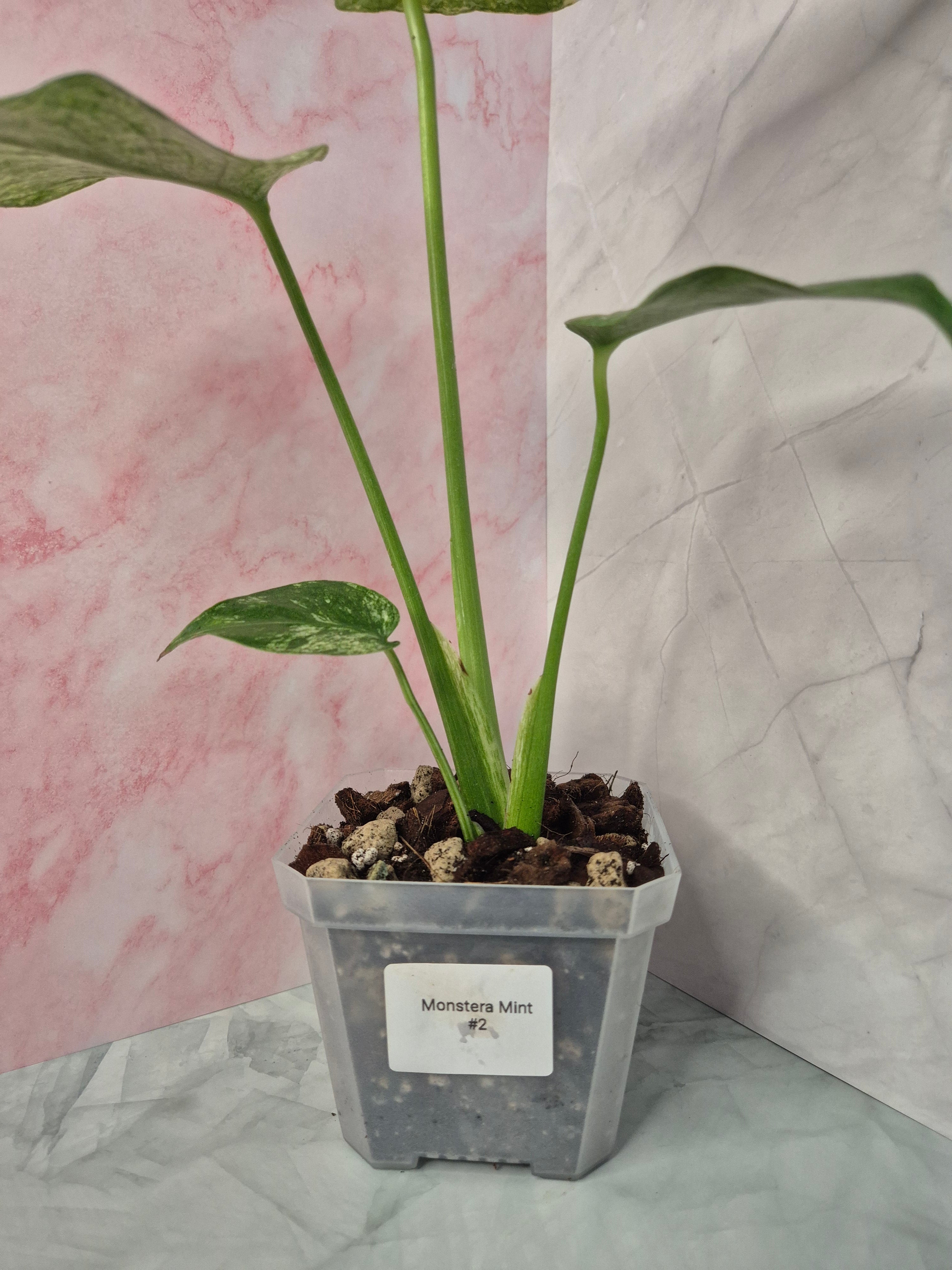 Monstera Mint #2
