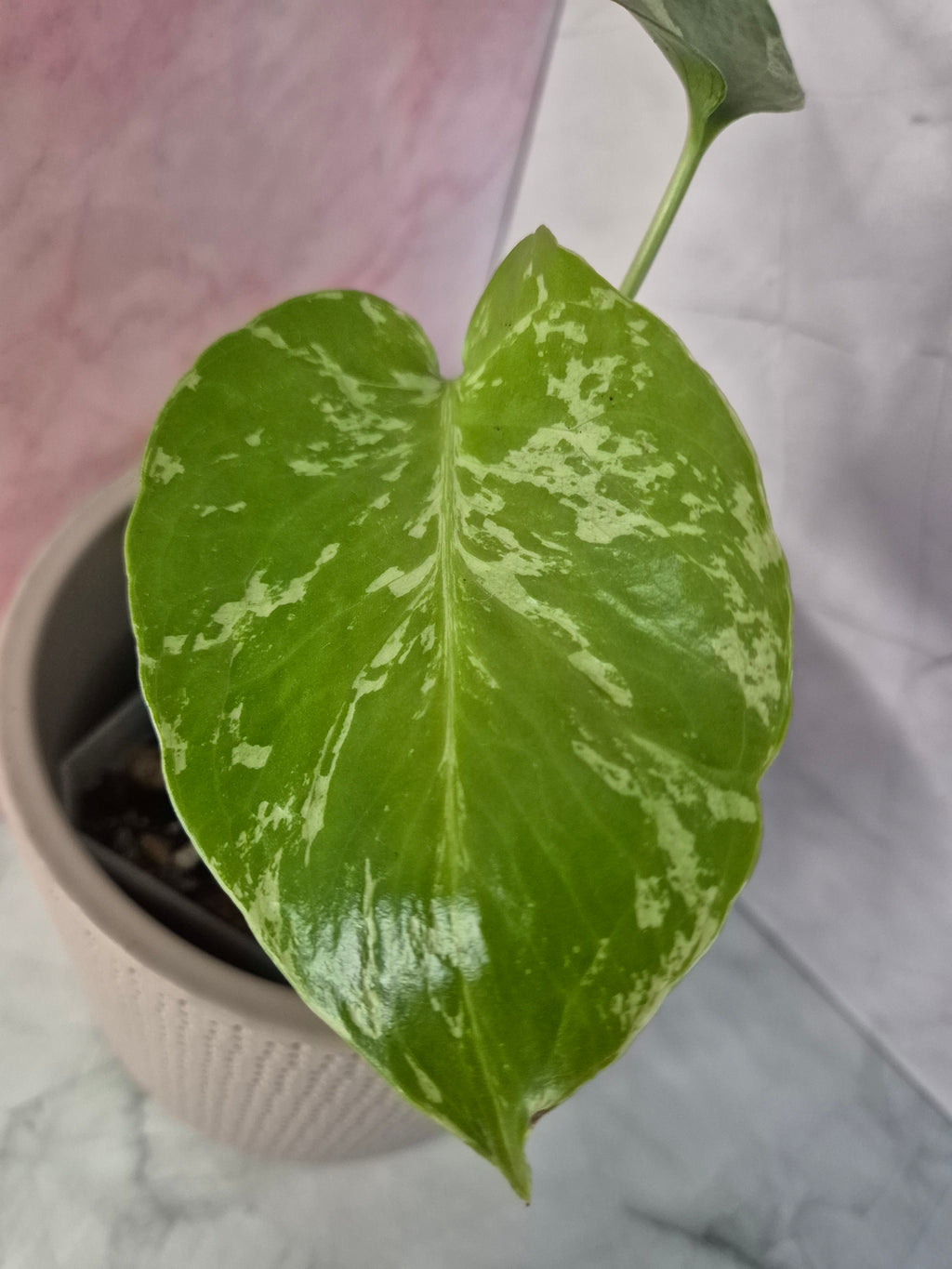 Monstera Deliciosa Bulbasaur #4