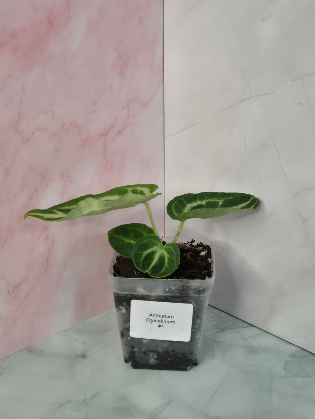 Anthurium Crystallinum #4