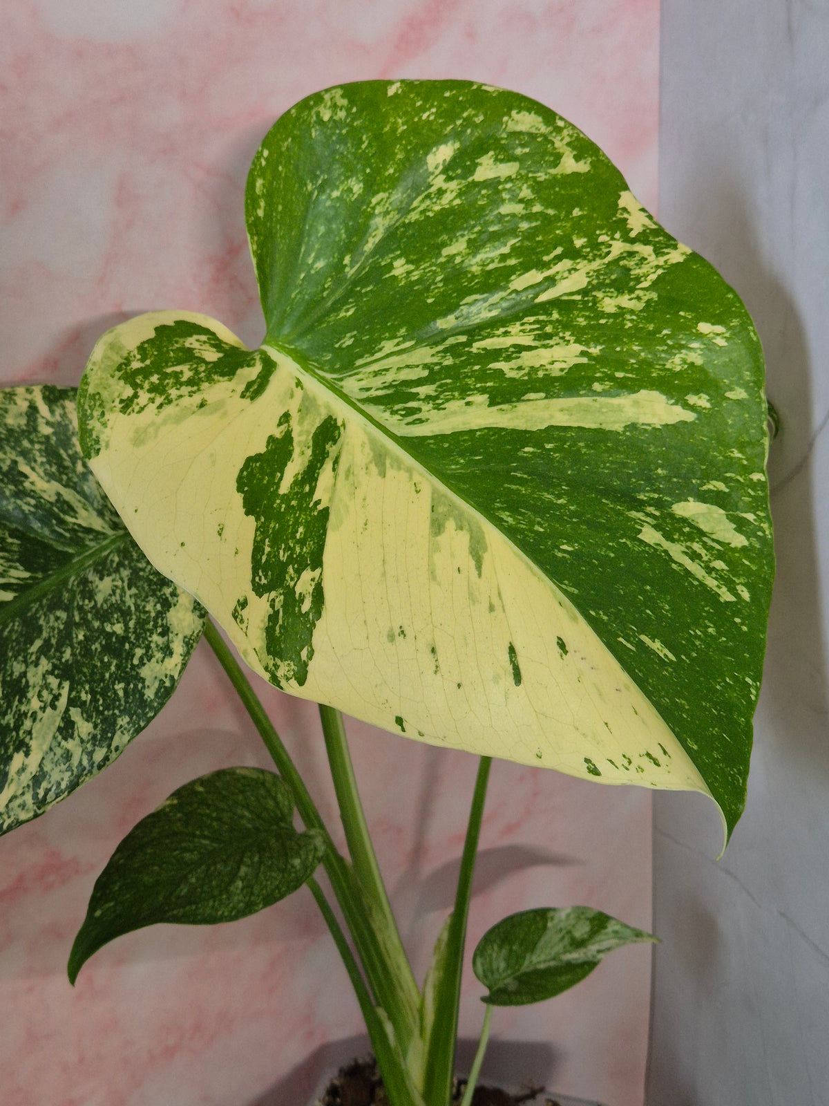 Monstera Mint #4