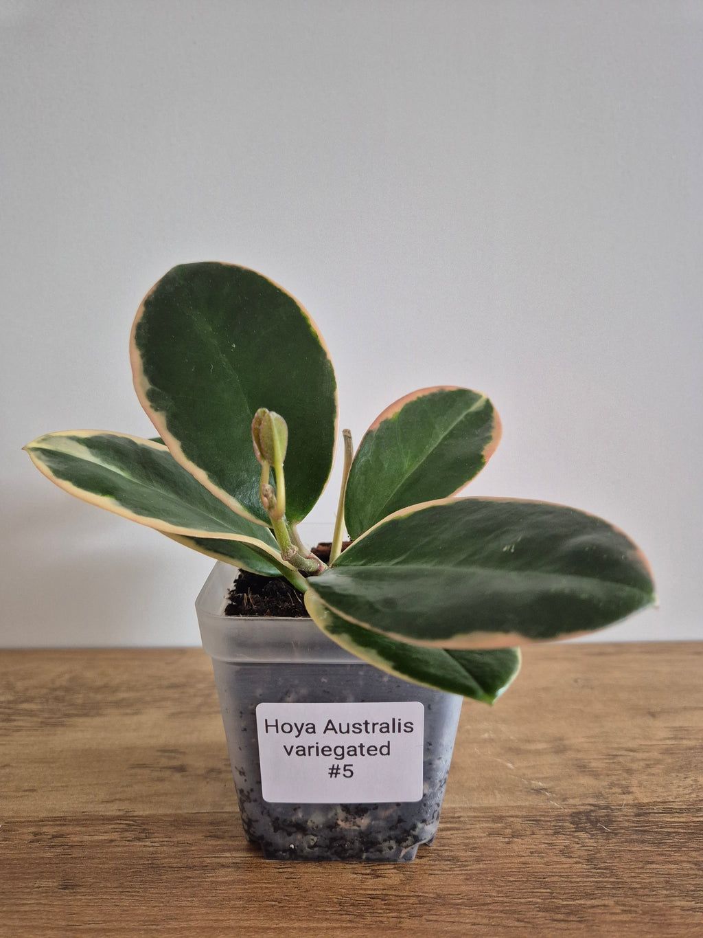 Hoya Australis Variegated #5