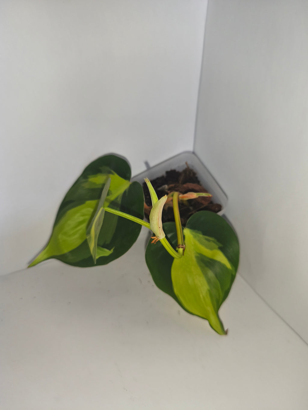 Philodendron Brasil #1