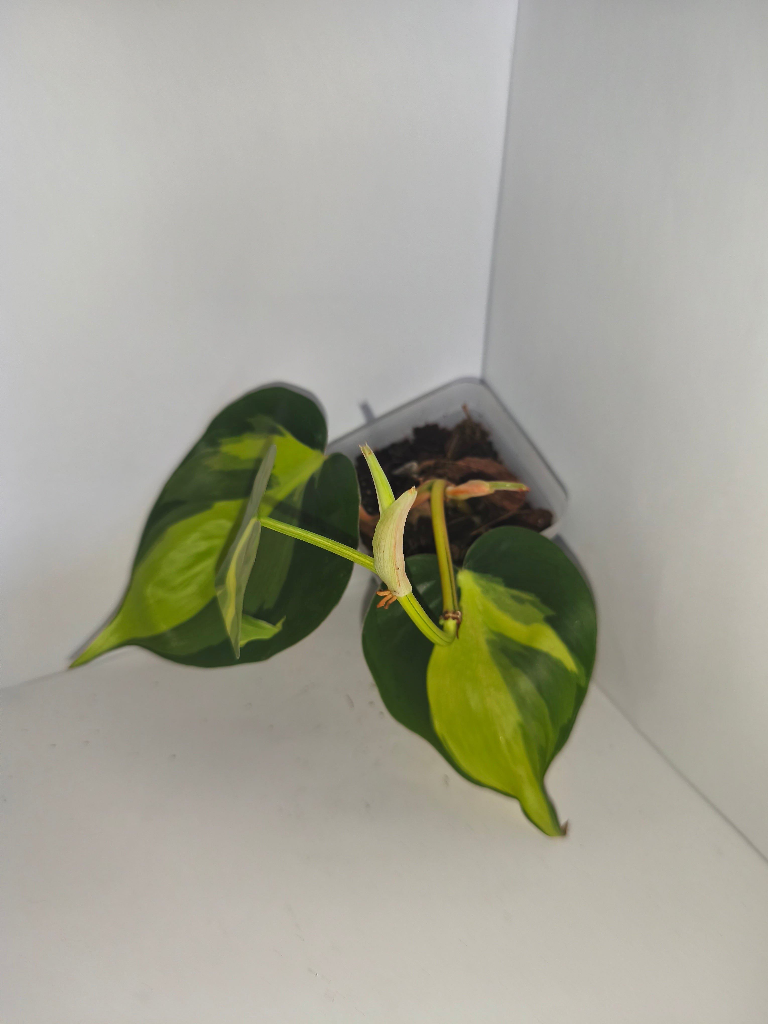 Philodendron Brasil #1