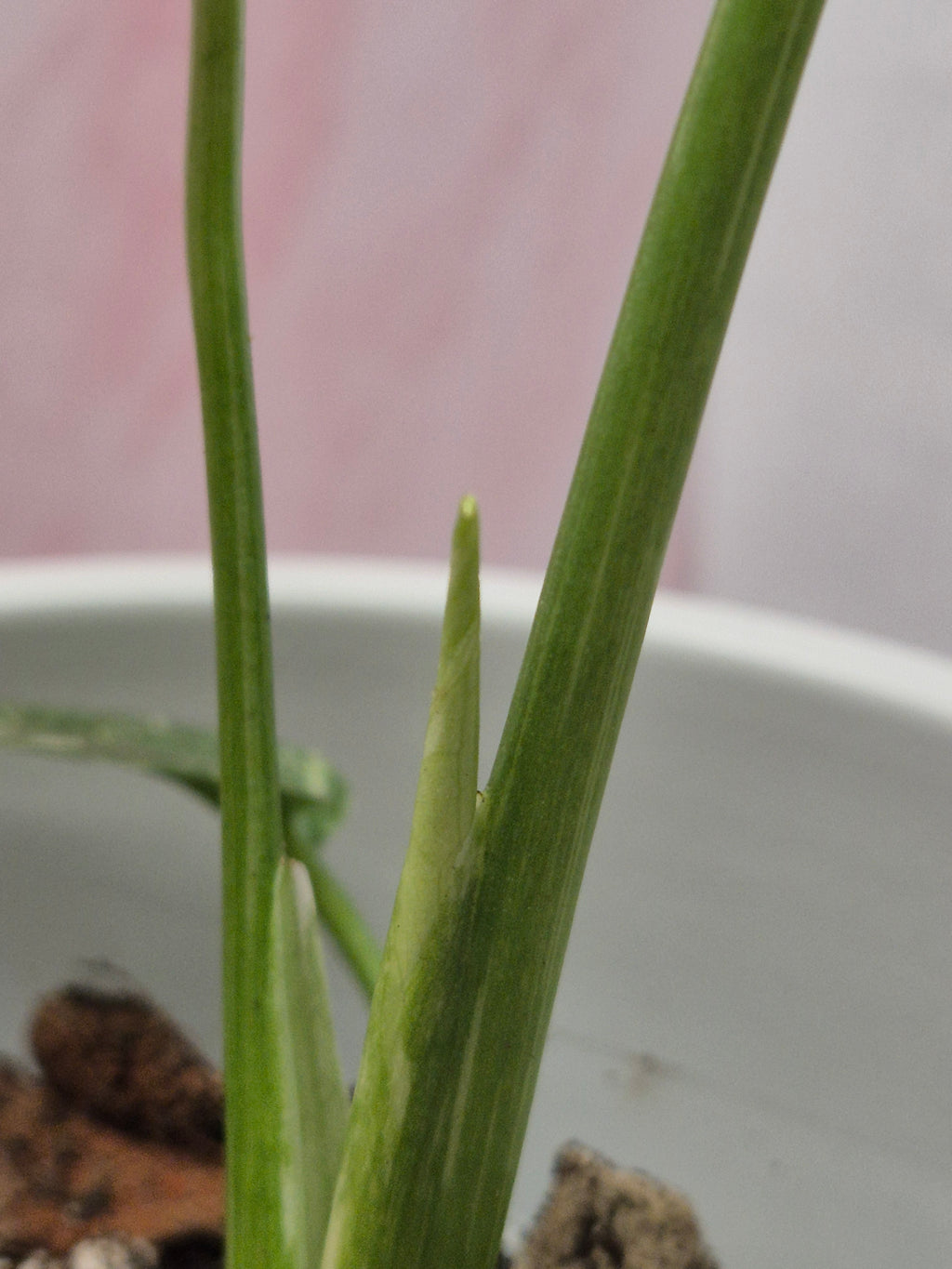 Monstera Thai Constellation #9