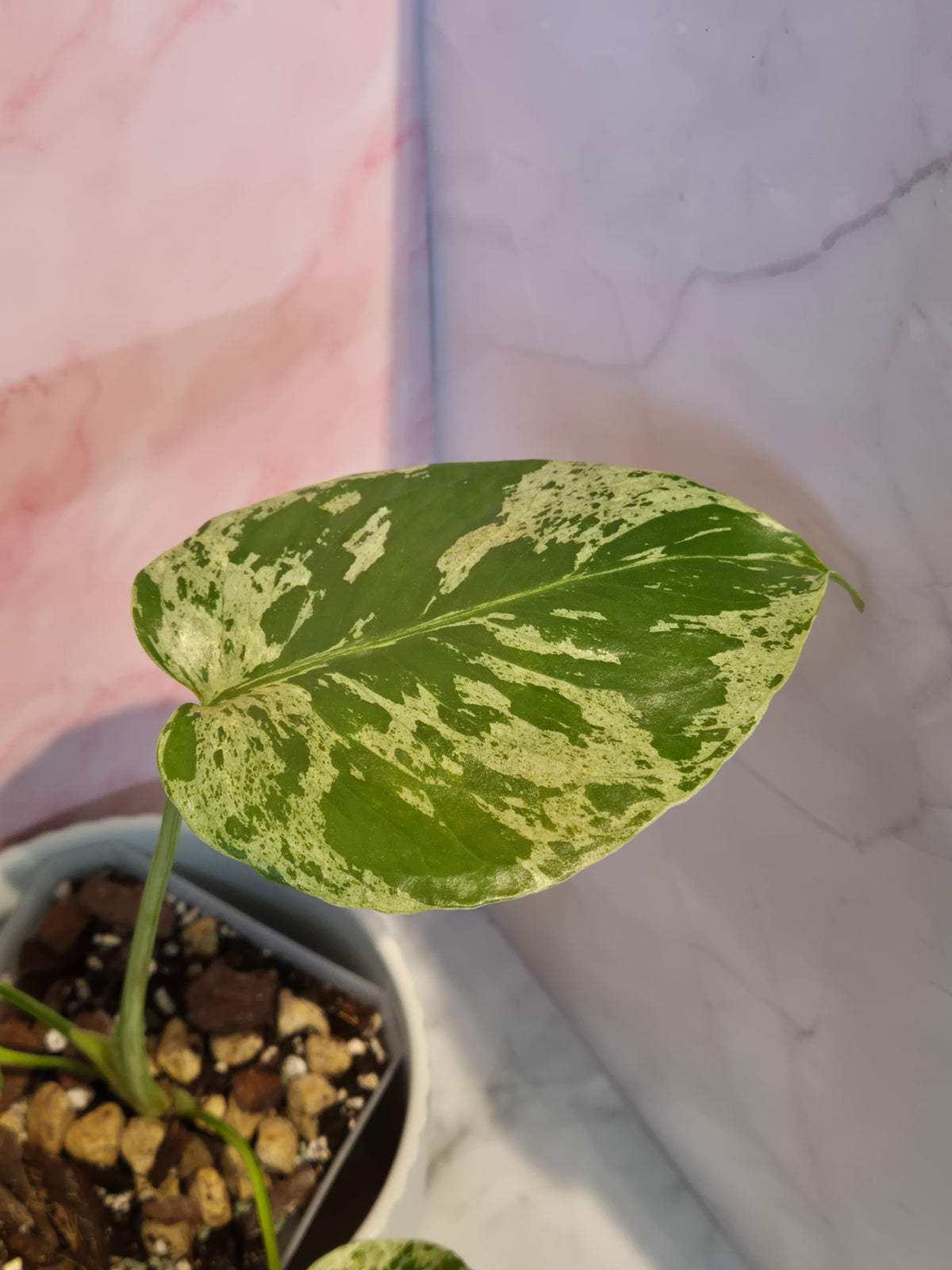 Monstera Deliciosa Bulbasaur #3