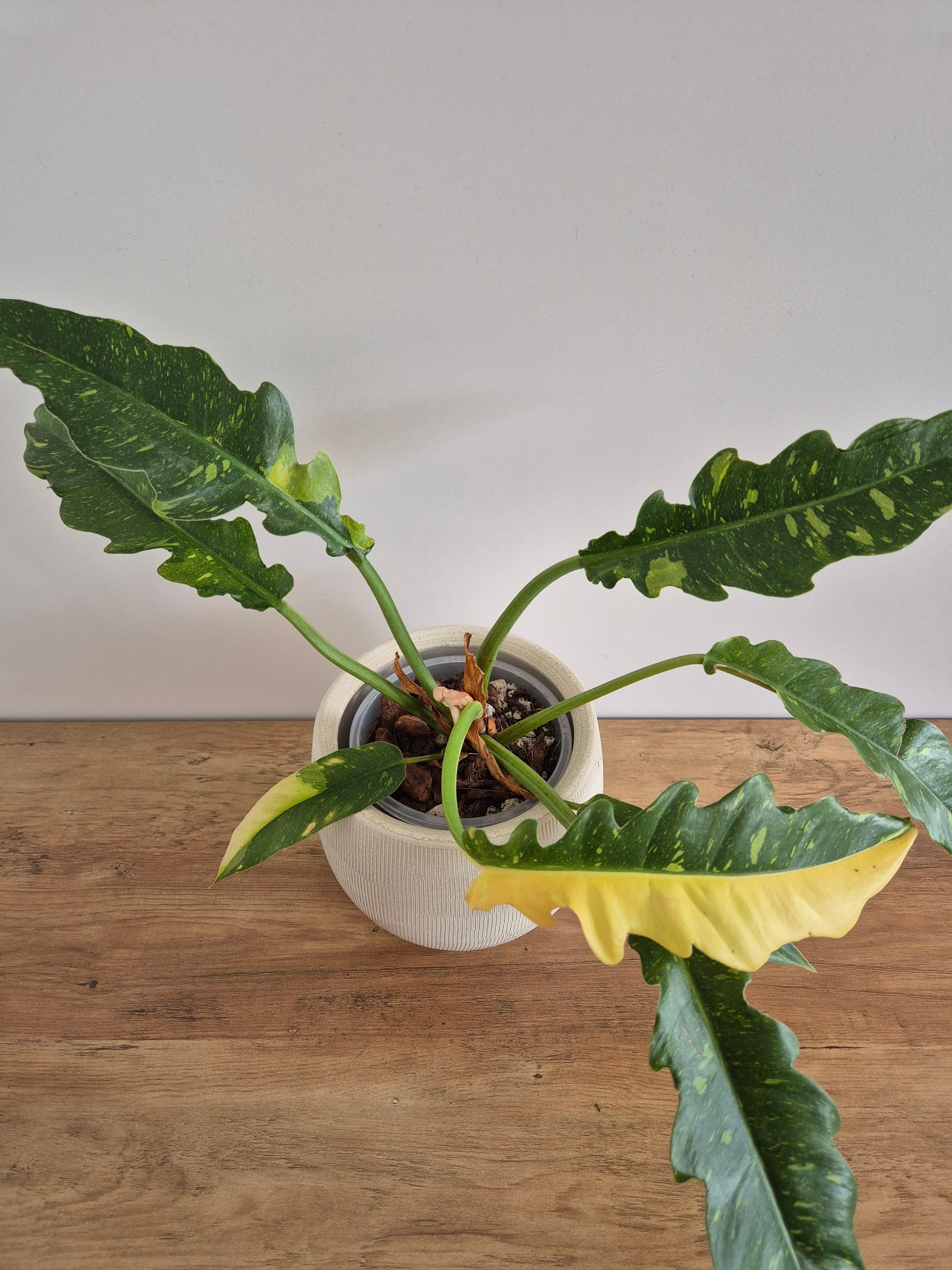 Philodendron Ring of Fire #1