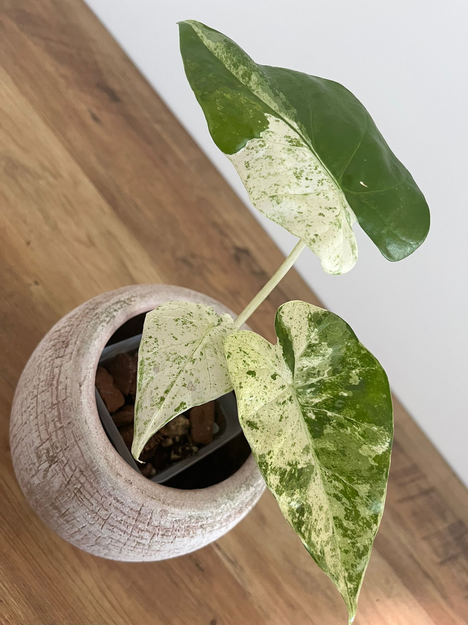 Alocasia Macrorrhiza splash #10