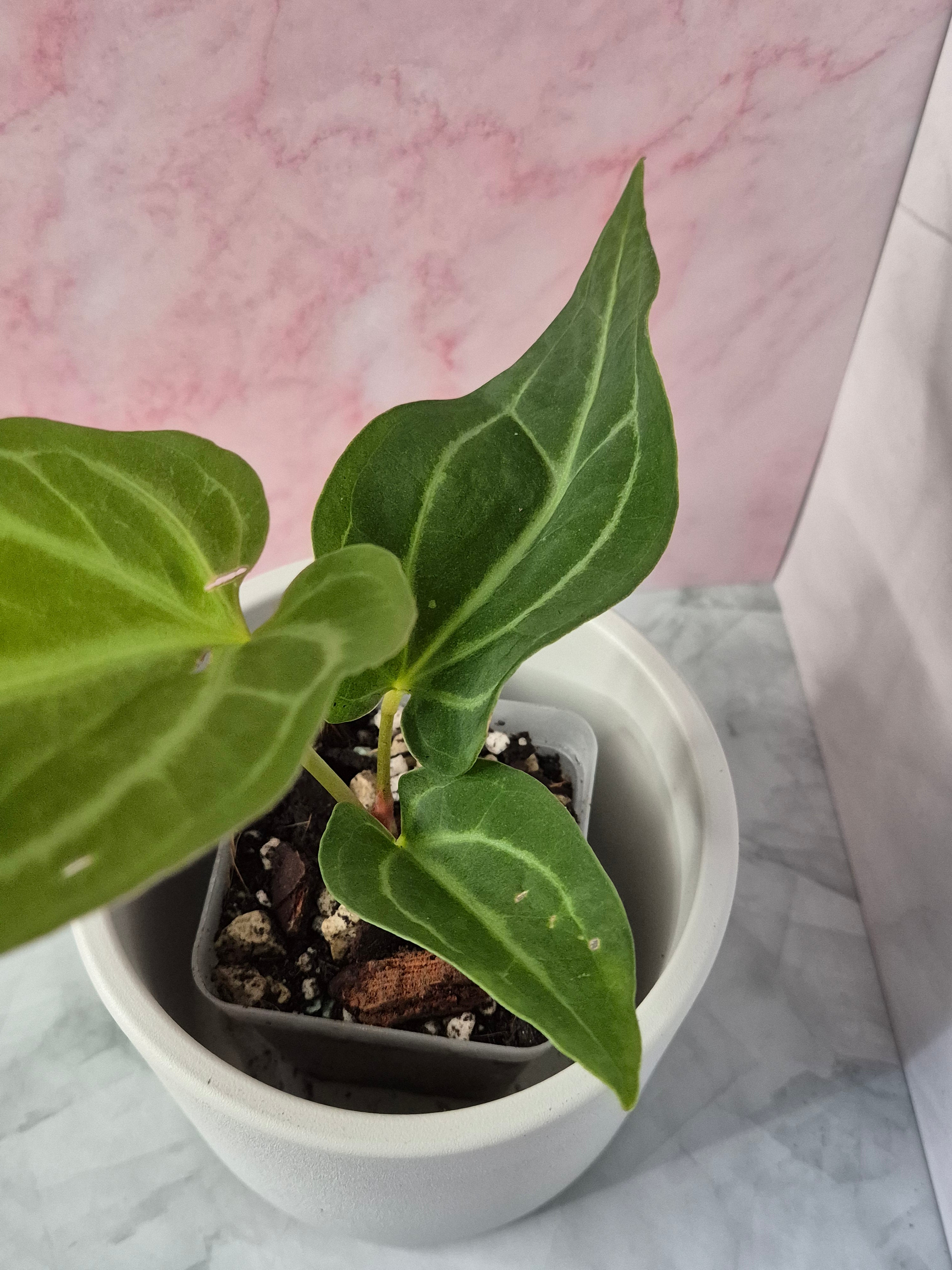 Anthurium Magnificum #3