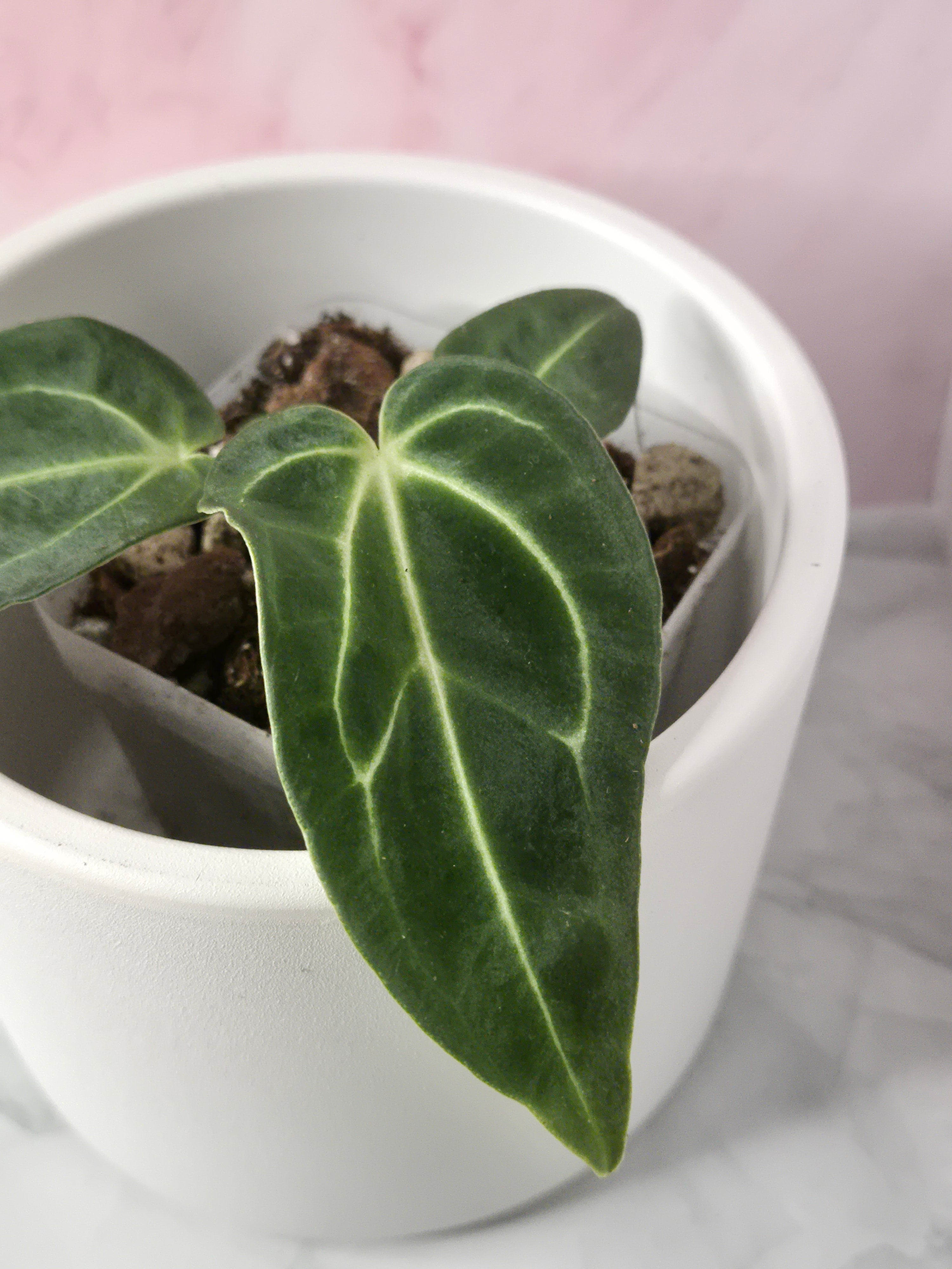 Anthurium Regale #11