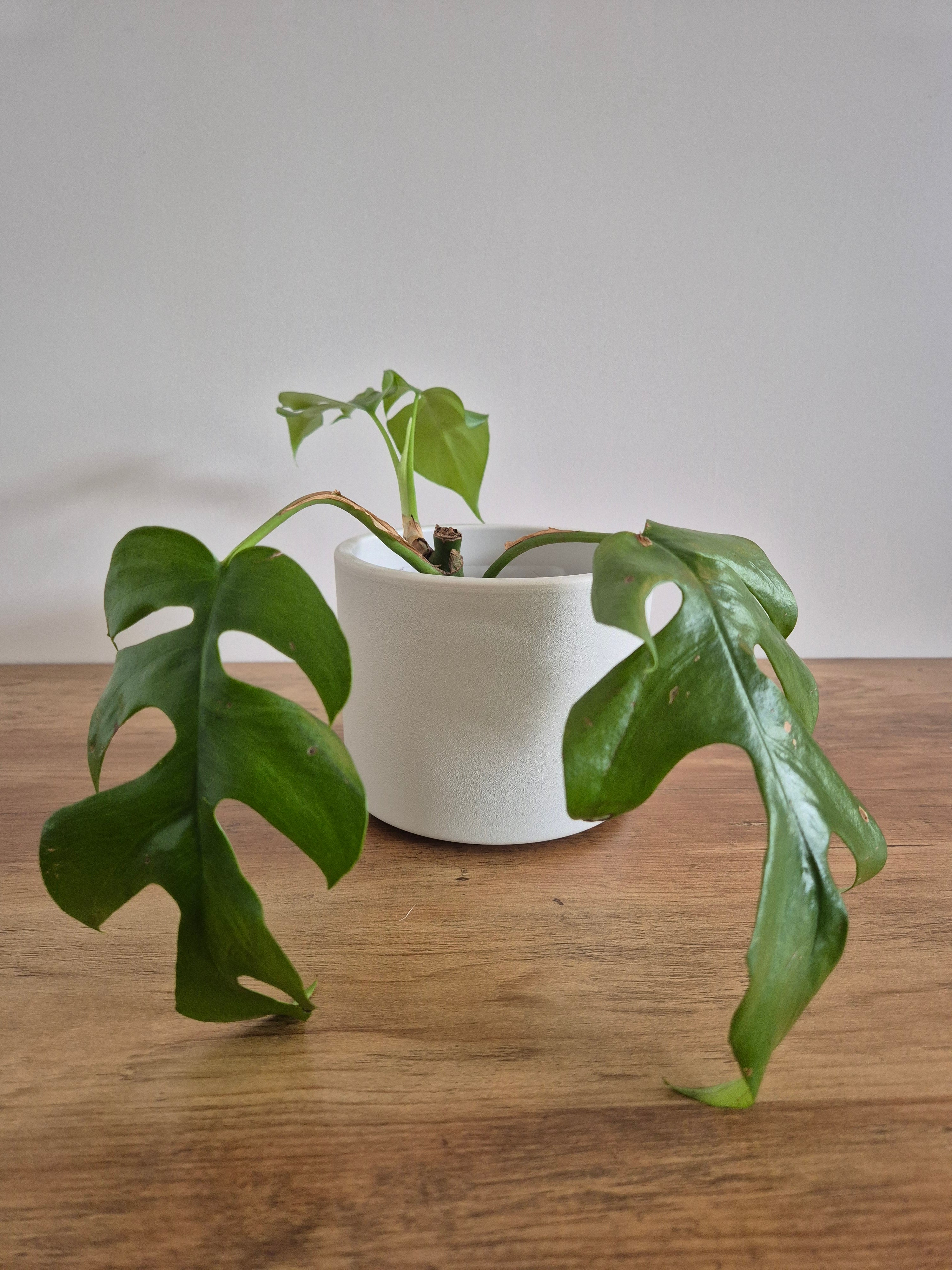 Monstera Minima #3 (Rhaphidophora Tetrasperma)