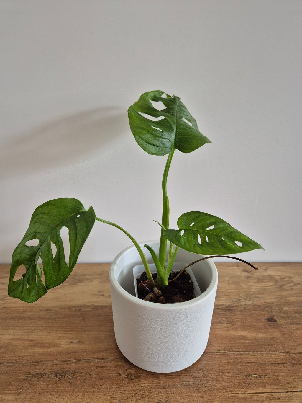 Monstera Adansonii #3