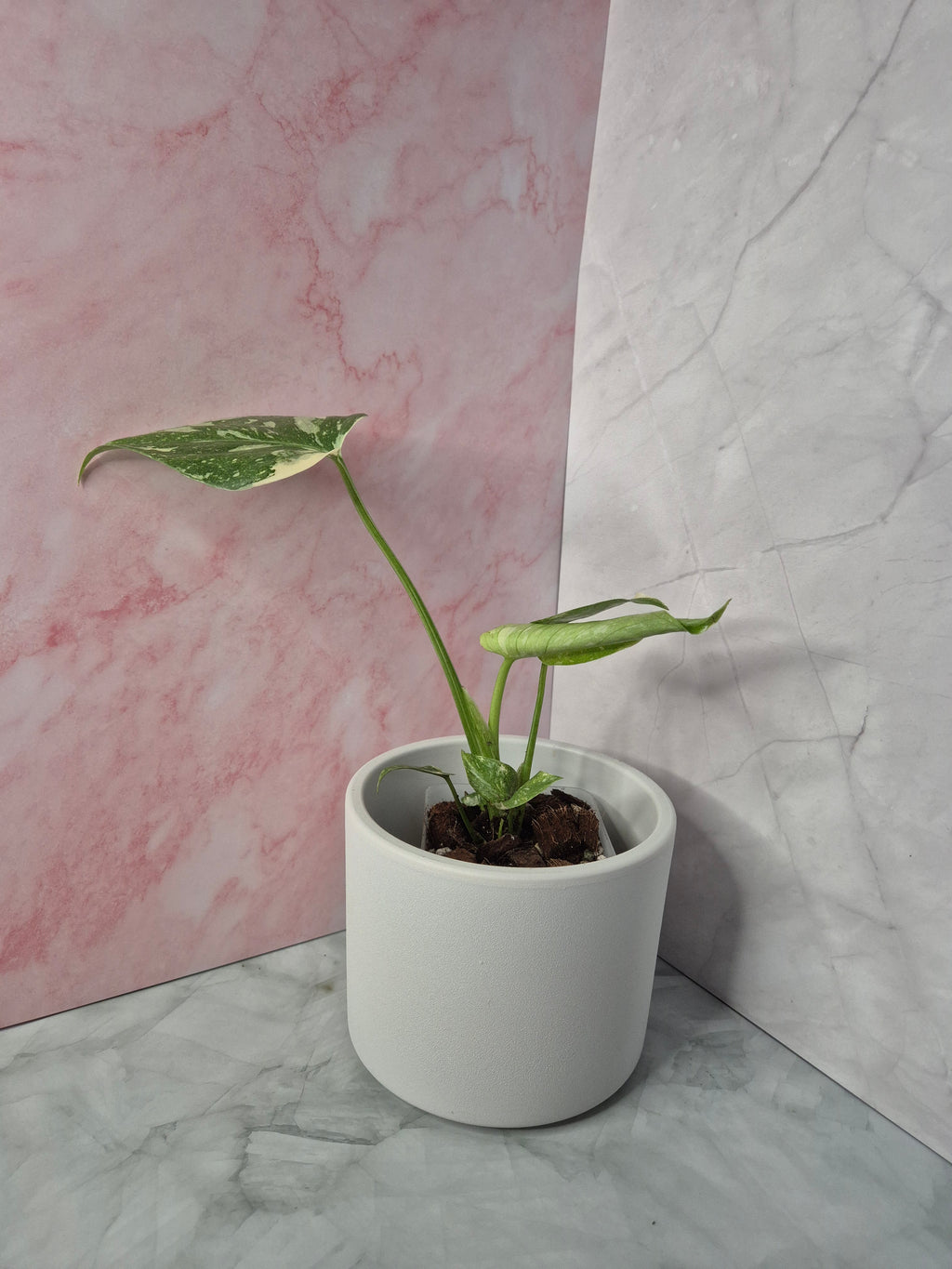 Monstera Thai Constellation #16