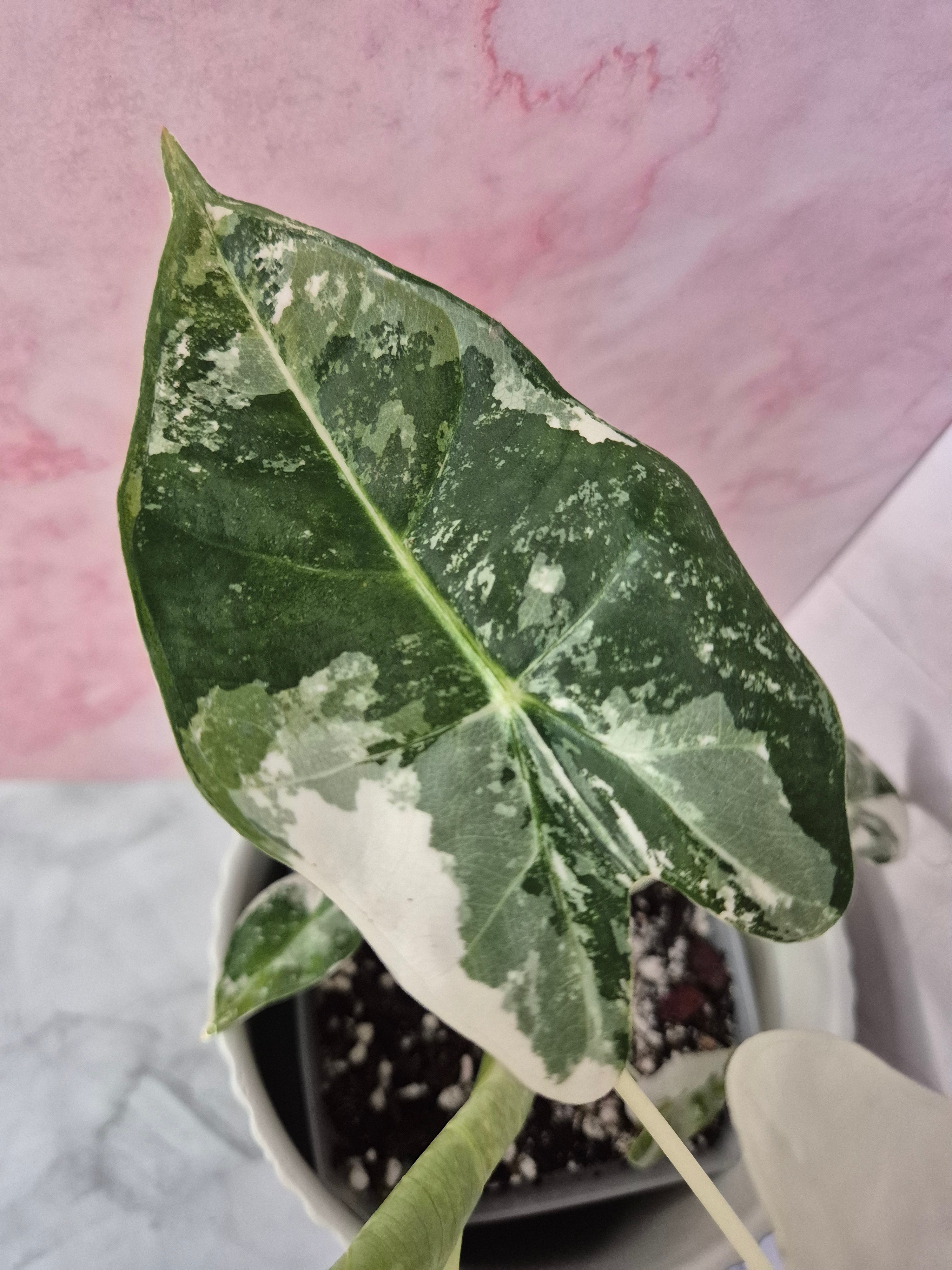Alocasia Micholitziana Frydek Variegated #8