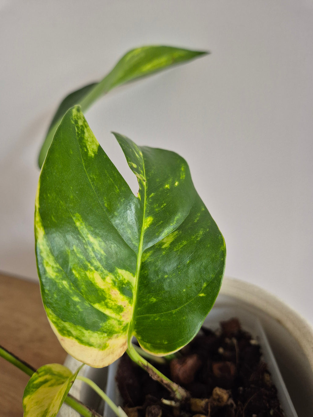 Epipremnum Pinnatum Cintho Goldfinger #2