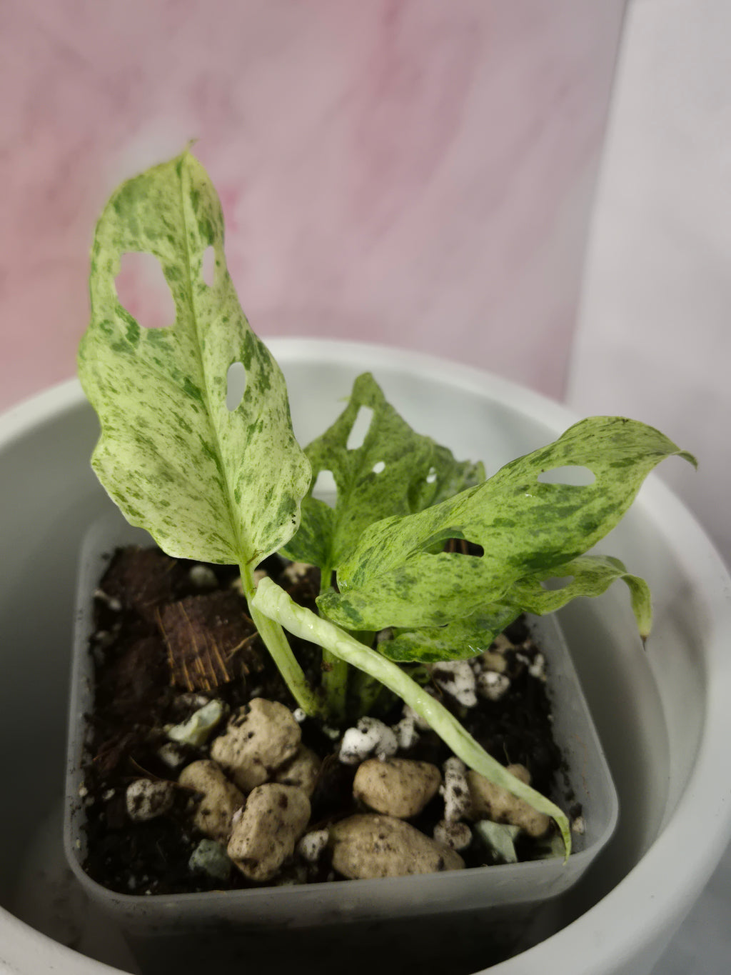 Monstera Frozen Freckles #1
